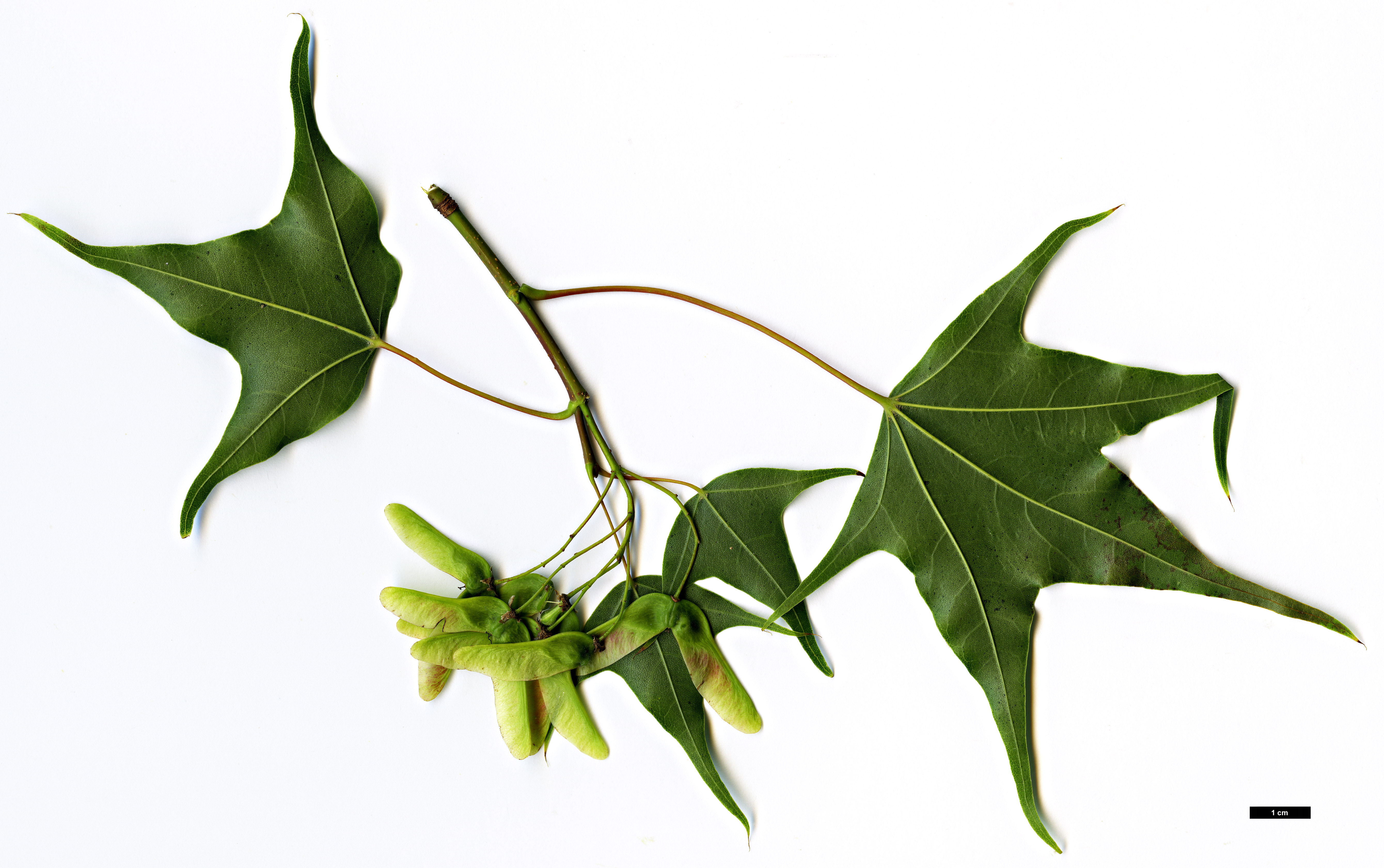 High resolution image: Family: Sapindaceae - Genus: Acer - Taxon: shenkanense
