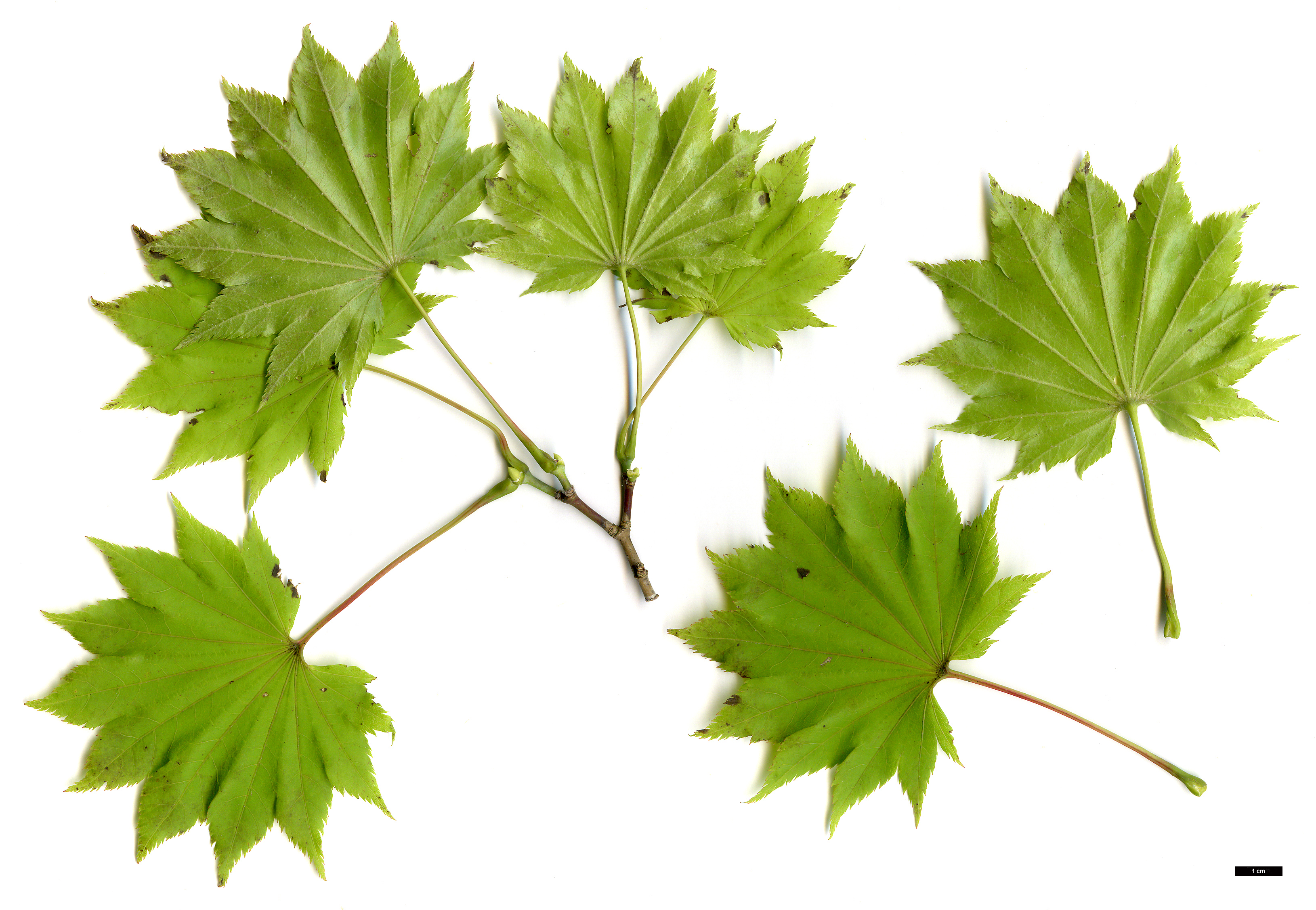 High resolution image: Family: Sapindaceae - Genus: Acer - Taxon: shirasawanum - SpeciesSub: 'Aureum'