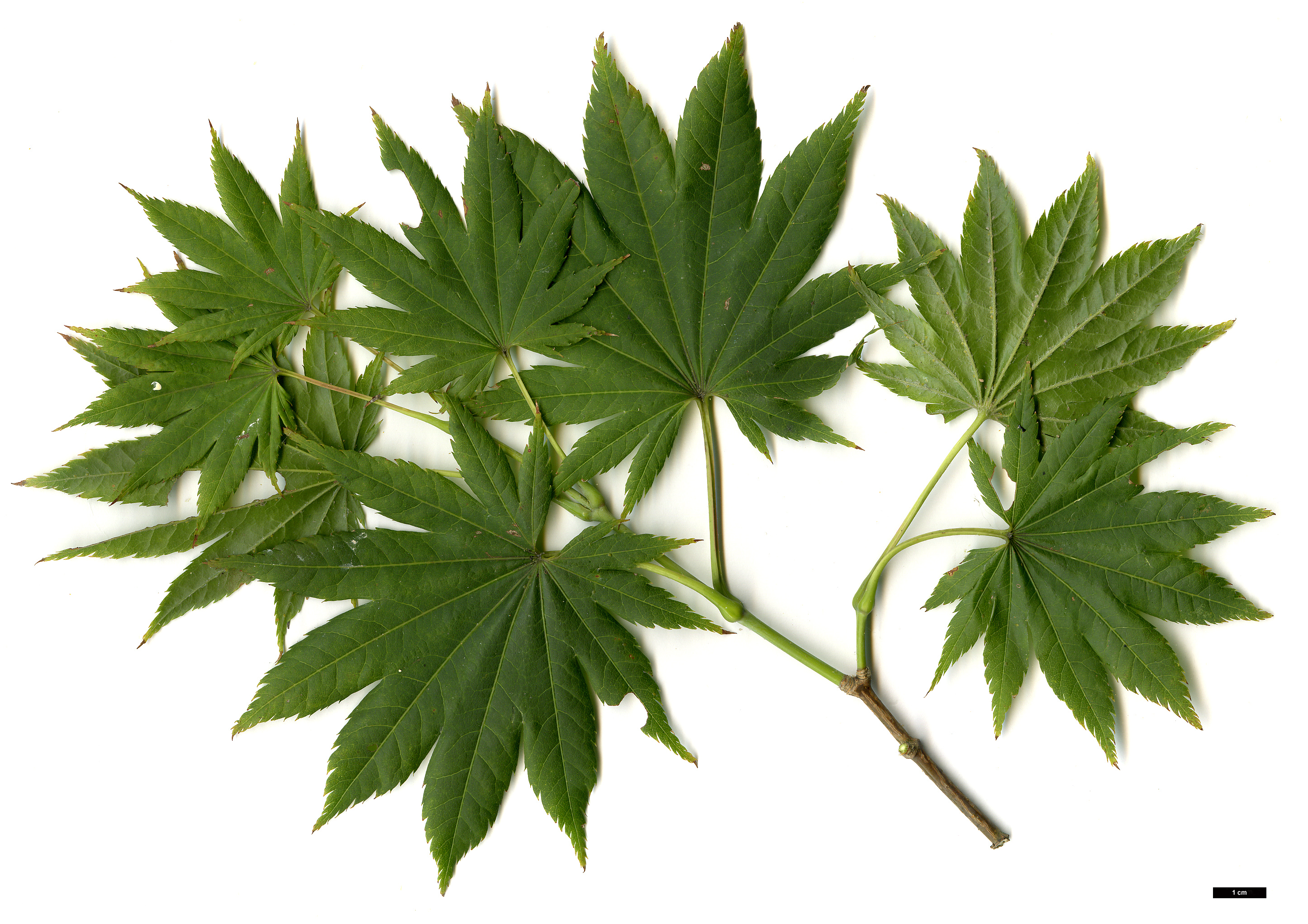 High resolution image: Family: Sapindaceae - Genus: Acer - Taxon: shirasawanum - SpeciesSub: 'Diana'