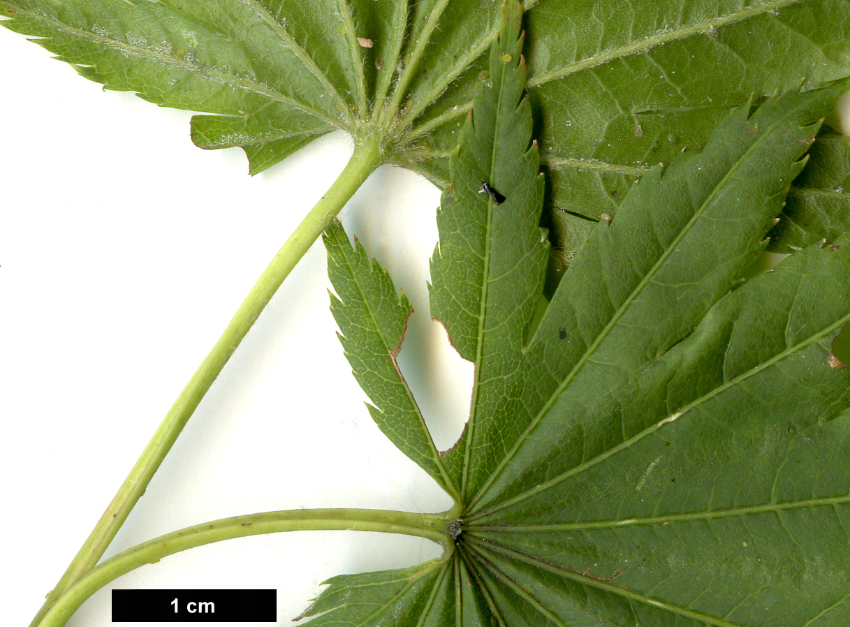 High resolution image: Family: Sapindaceae - Genus: Acer - Taxon: shirasawanum - SpeciesSub: 'Diana'