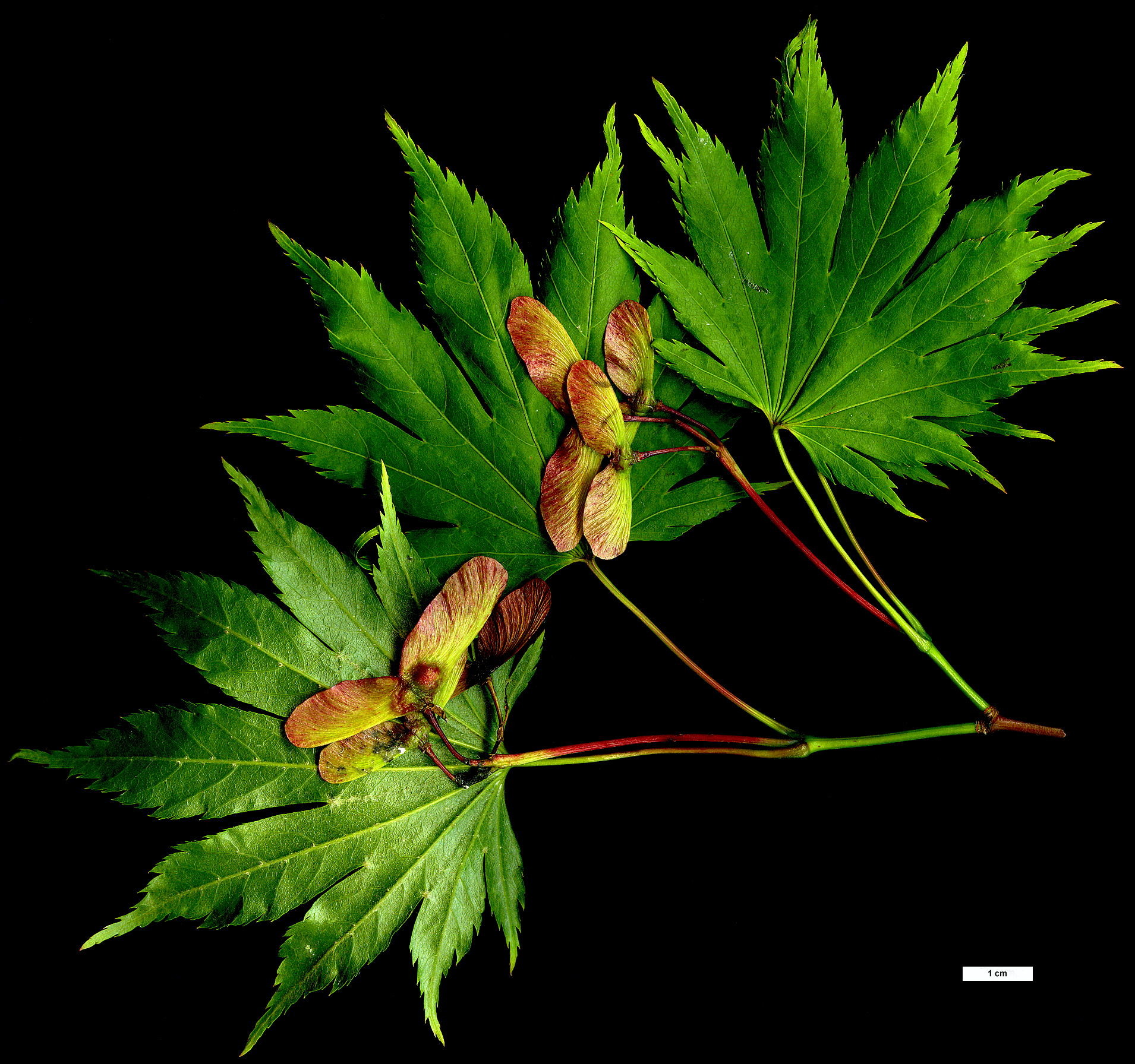 High resolution image: Family: Sapindaceae - Genus: Acer - Taxon: shirasawanum - SpeciesSub: 'Palmatifolium'