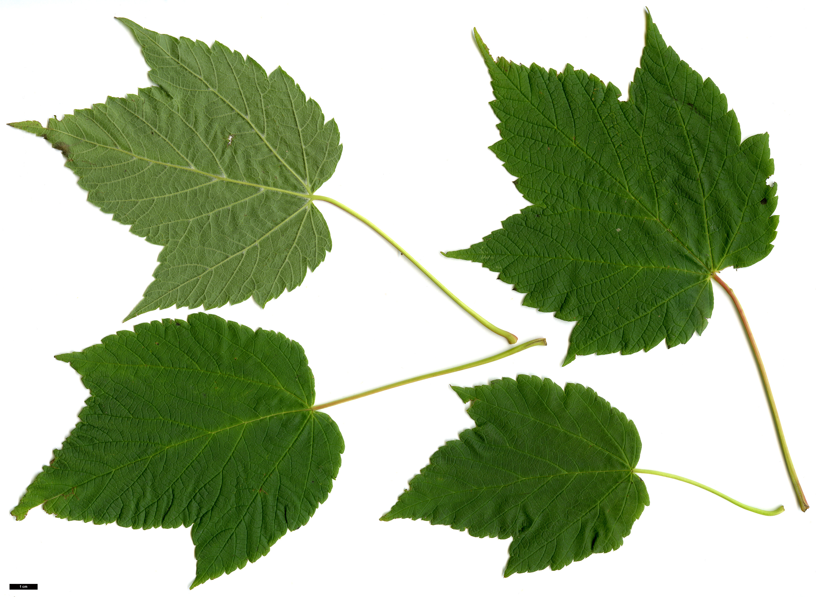 High resolution image: Family: Sapindaceae - Genus: Acer - Taxon: spicatum