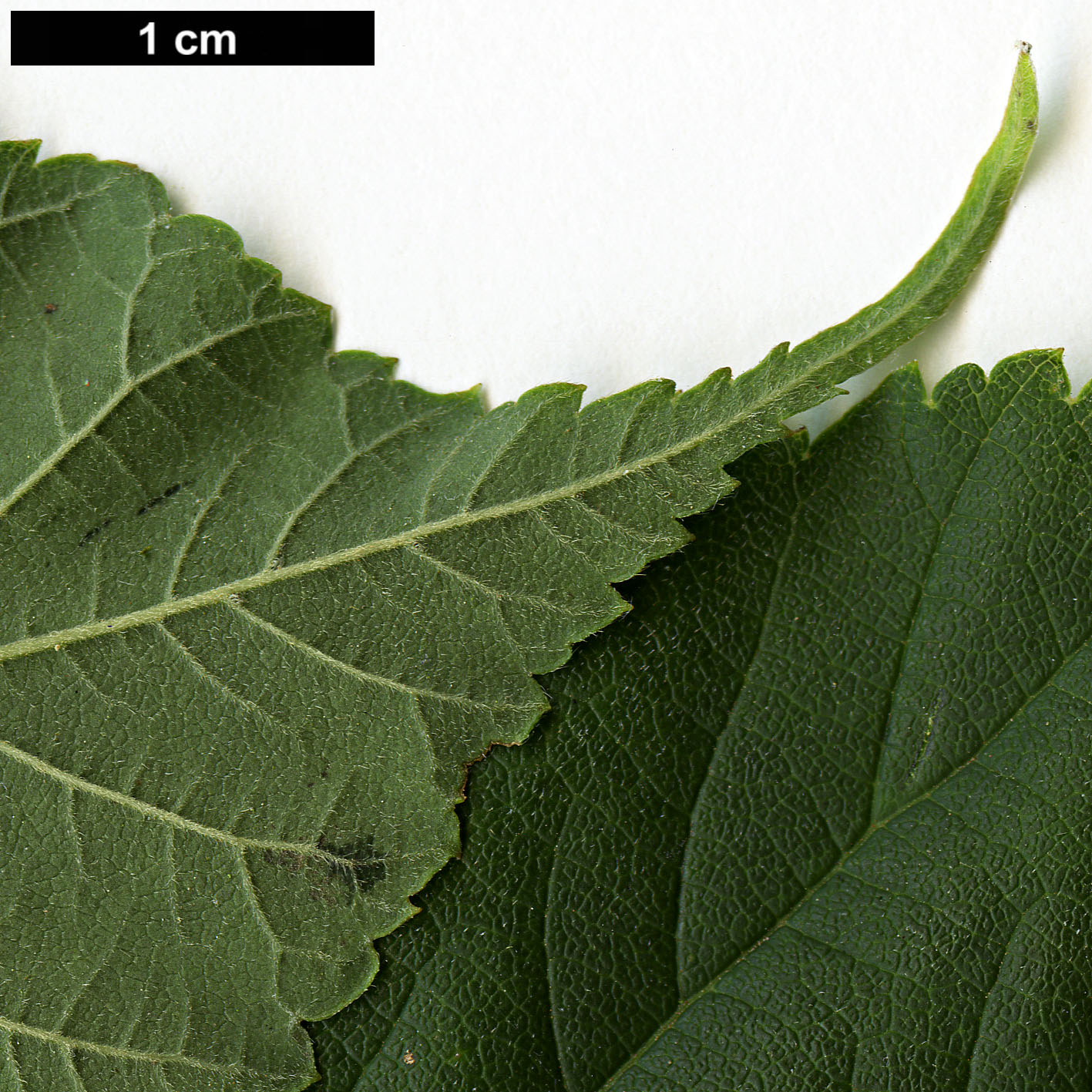 High resolution image: Family: Sapindaceae - Genus: Acer - Taxon: stachyophyllum