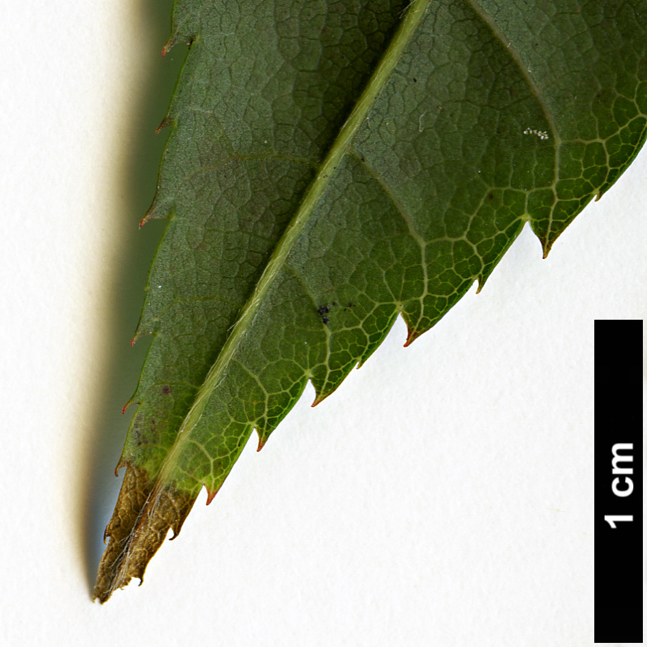 High resolution image: Family: Sapindaceae - Genus: Acer - Taxon: taiwanense