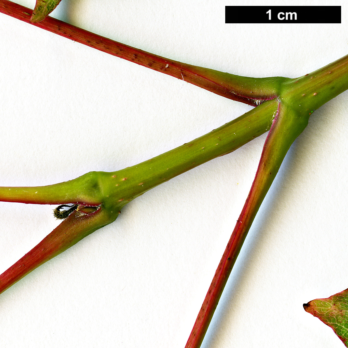 High resolution image: Family: Sapindaceae - Genus: Acer - Taxon: tibetense