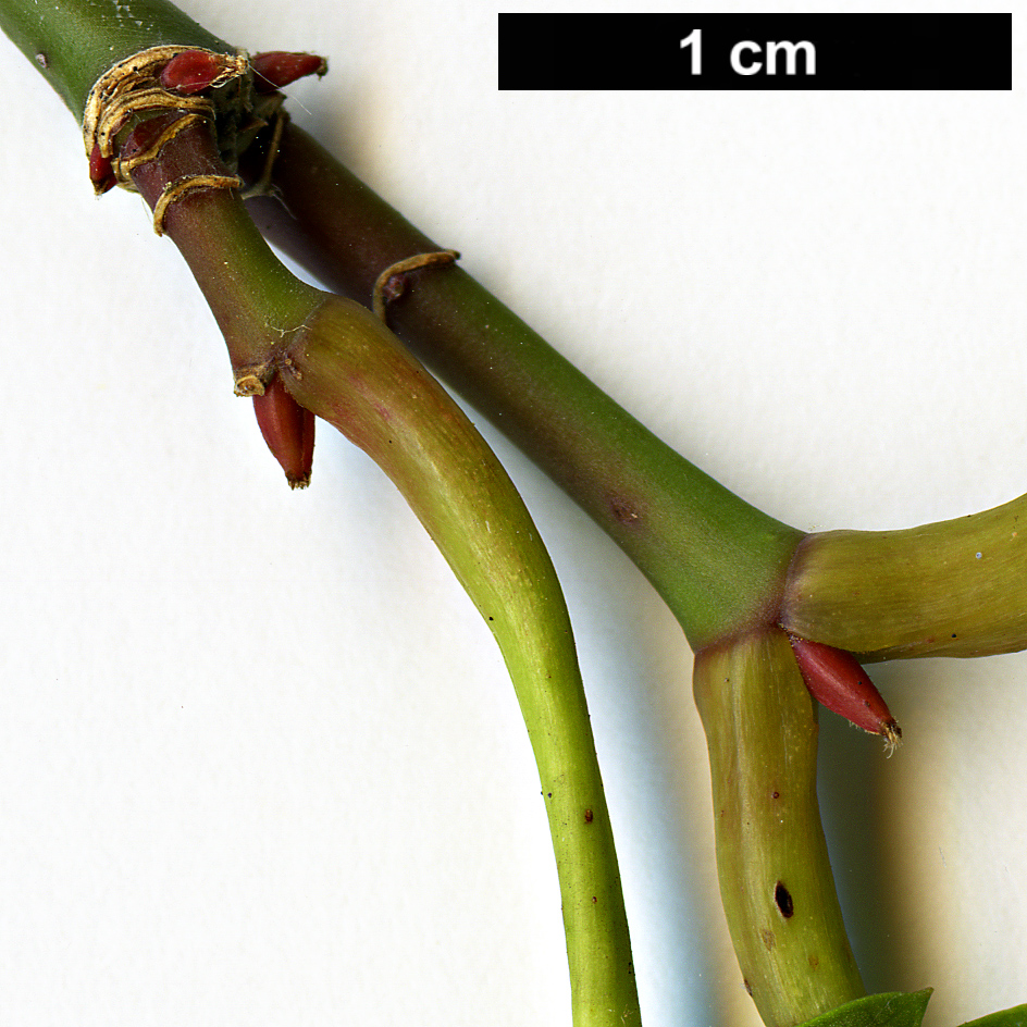 High resolution image: Family: Sapindaceae - Genus: Acer - Taxon: tonkinense