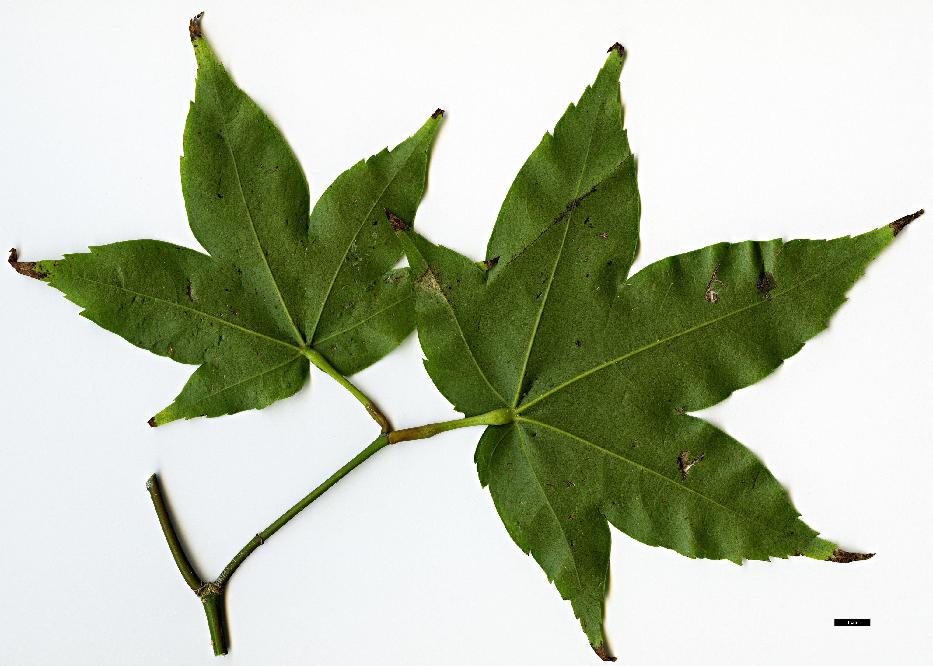 High resolution image: Family: Sapindaceae - Genus: Acer - Taxon: tonkinense