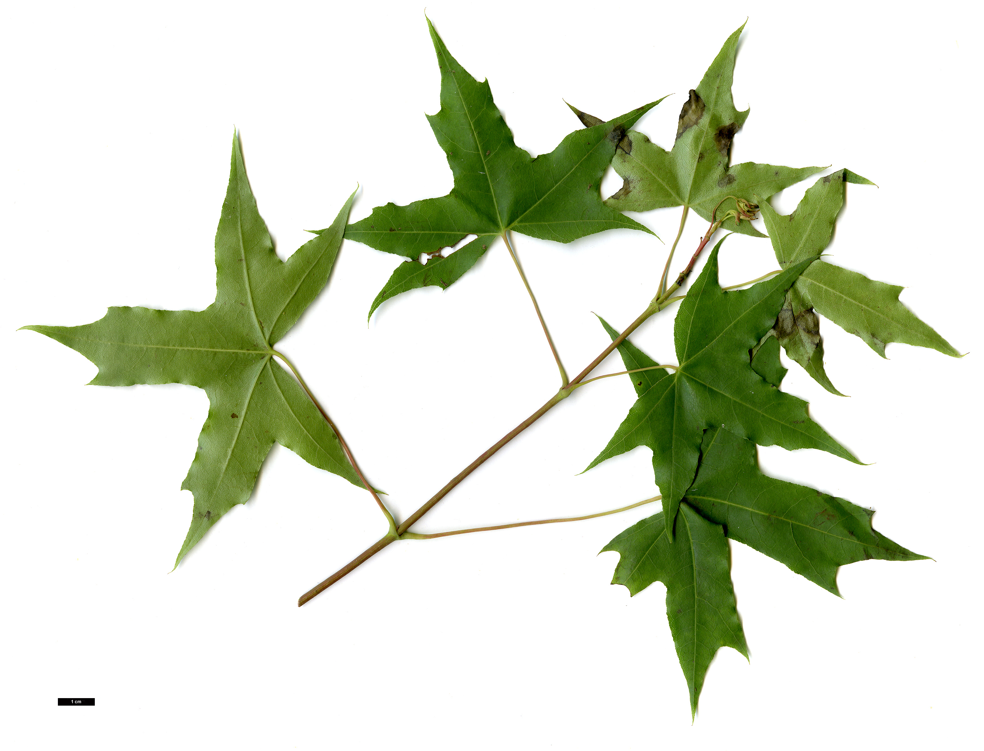 High resolution image: Family: Sapindaceae - Genus: Acer - Taxon: truncatum