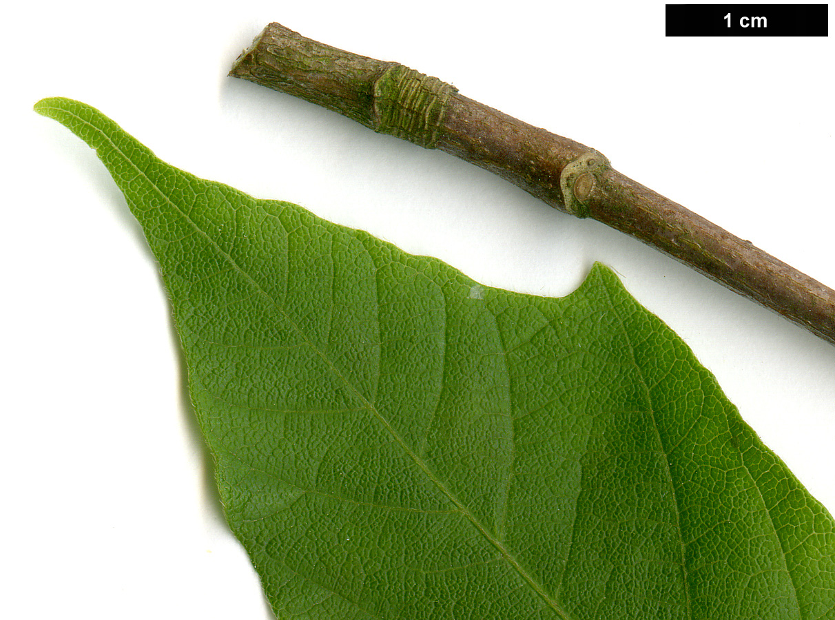 High resolution image: Family: Sapindaceae - Genus: Acer - Taxon: tsinglingense