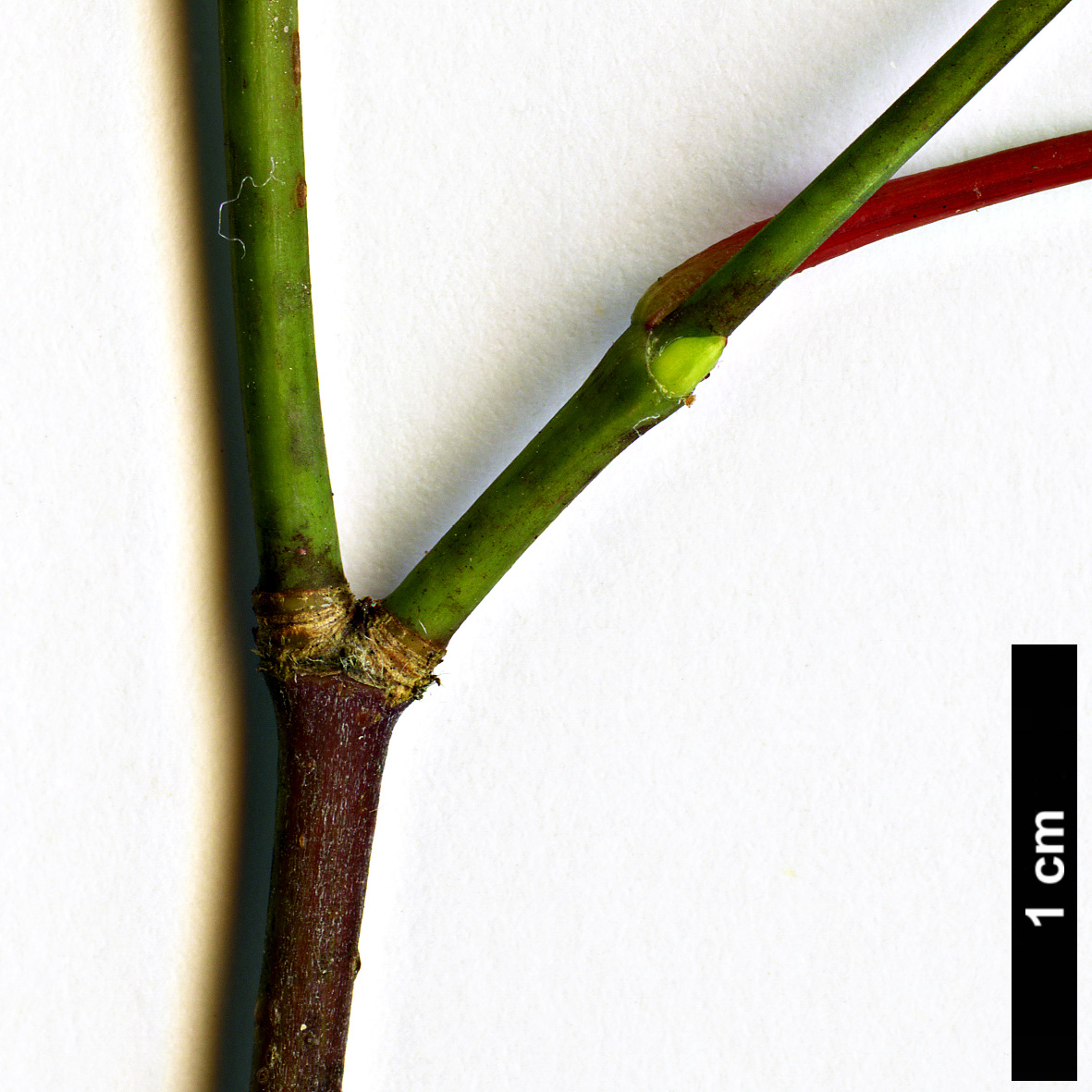 High resolution image: Family: Sapindaceae - Genus: Acer - Taxon: tutcheri