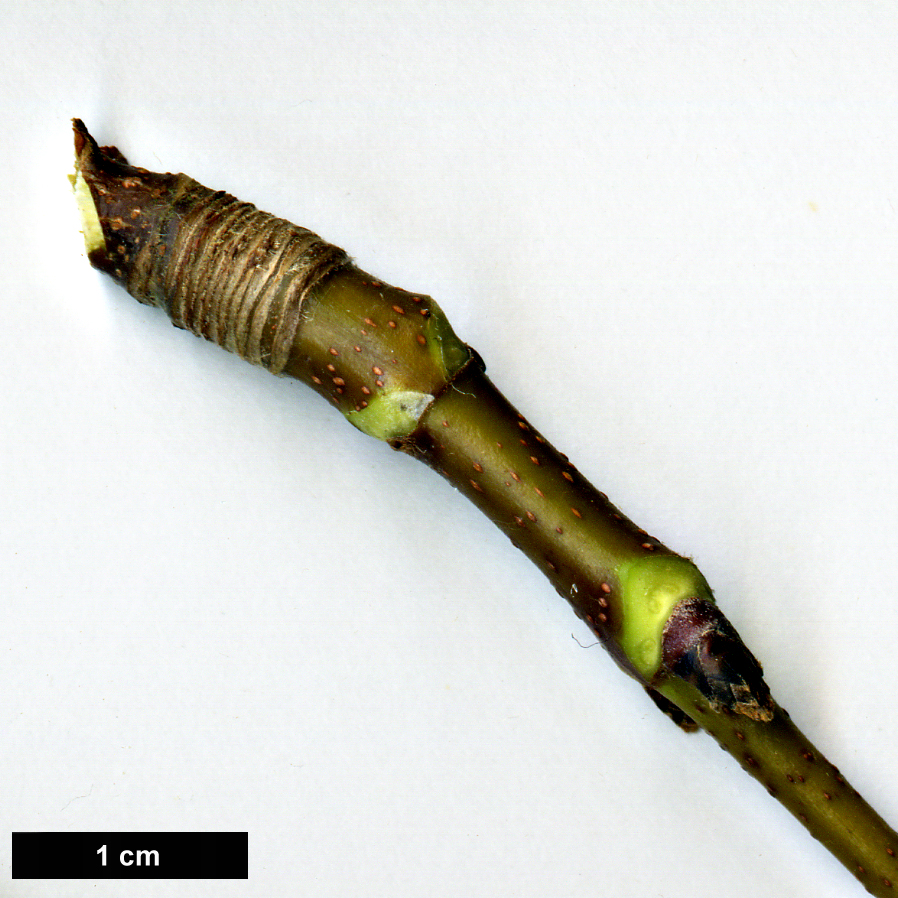 High resolution image: Family: Sapindaceae - Genus: Acer - Taxon: velutinum