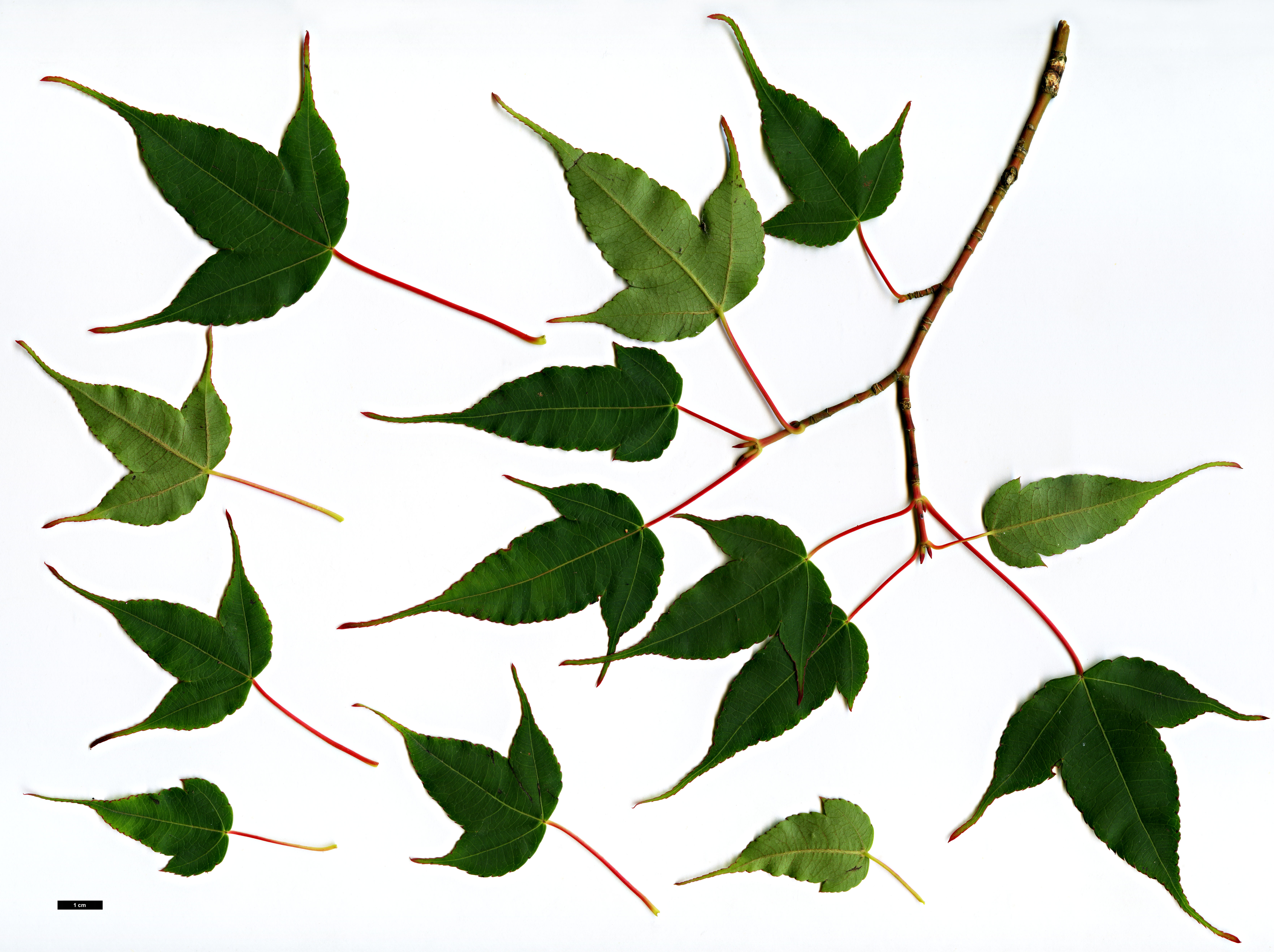 High resolution image: Family: Sapindaceae - Genus: Acer - Taxon: wardii