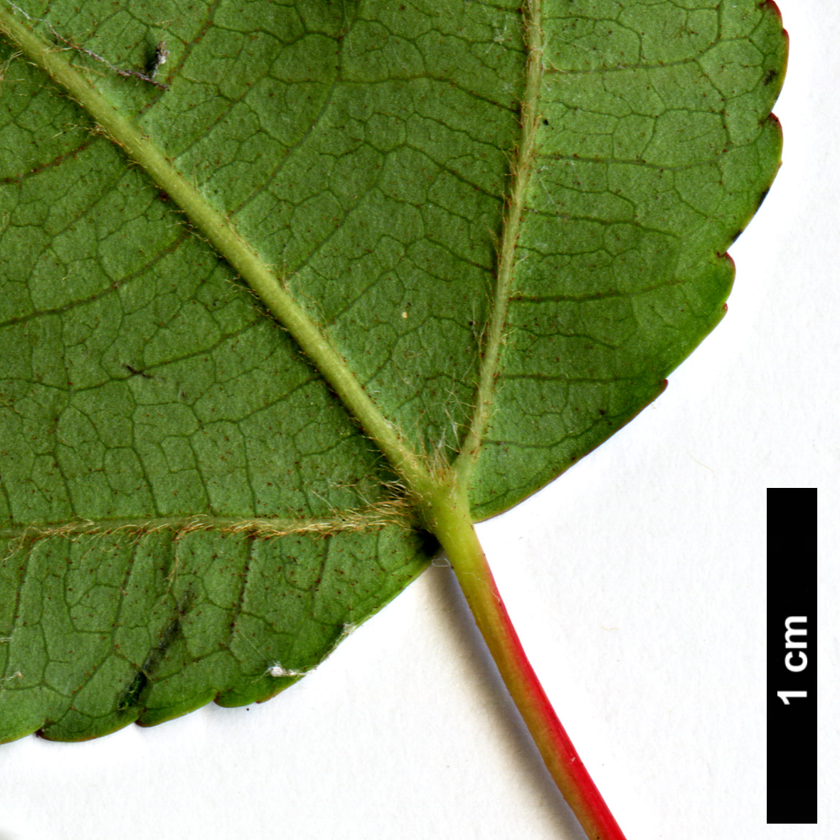 High resolution image: Family: Sapindaceae - Genus: Acer - Taxon: wardii