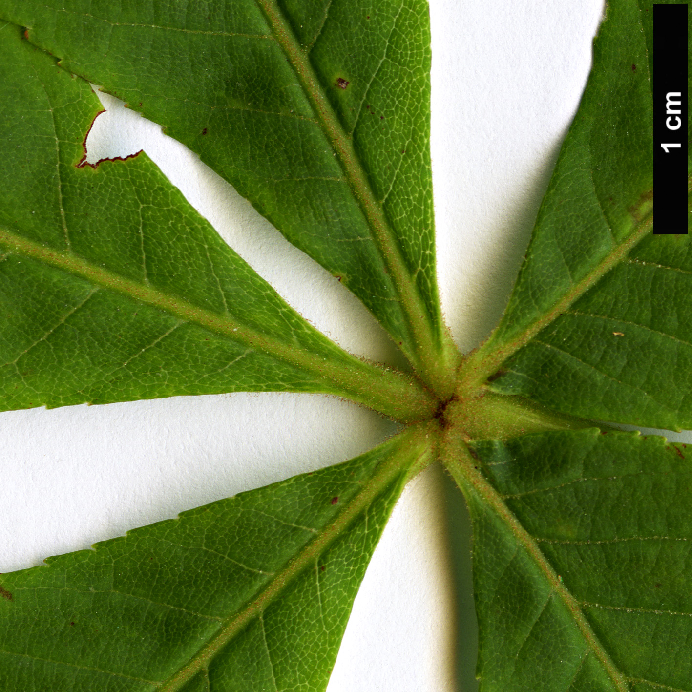 High resolution image: Family: Sapindaceae - Genus: Aesculus - Taxon: flava
