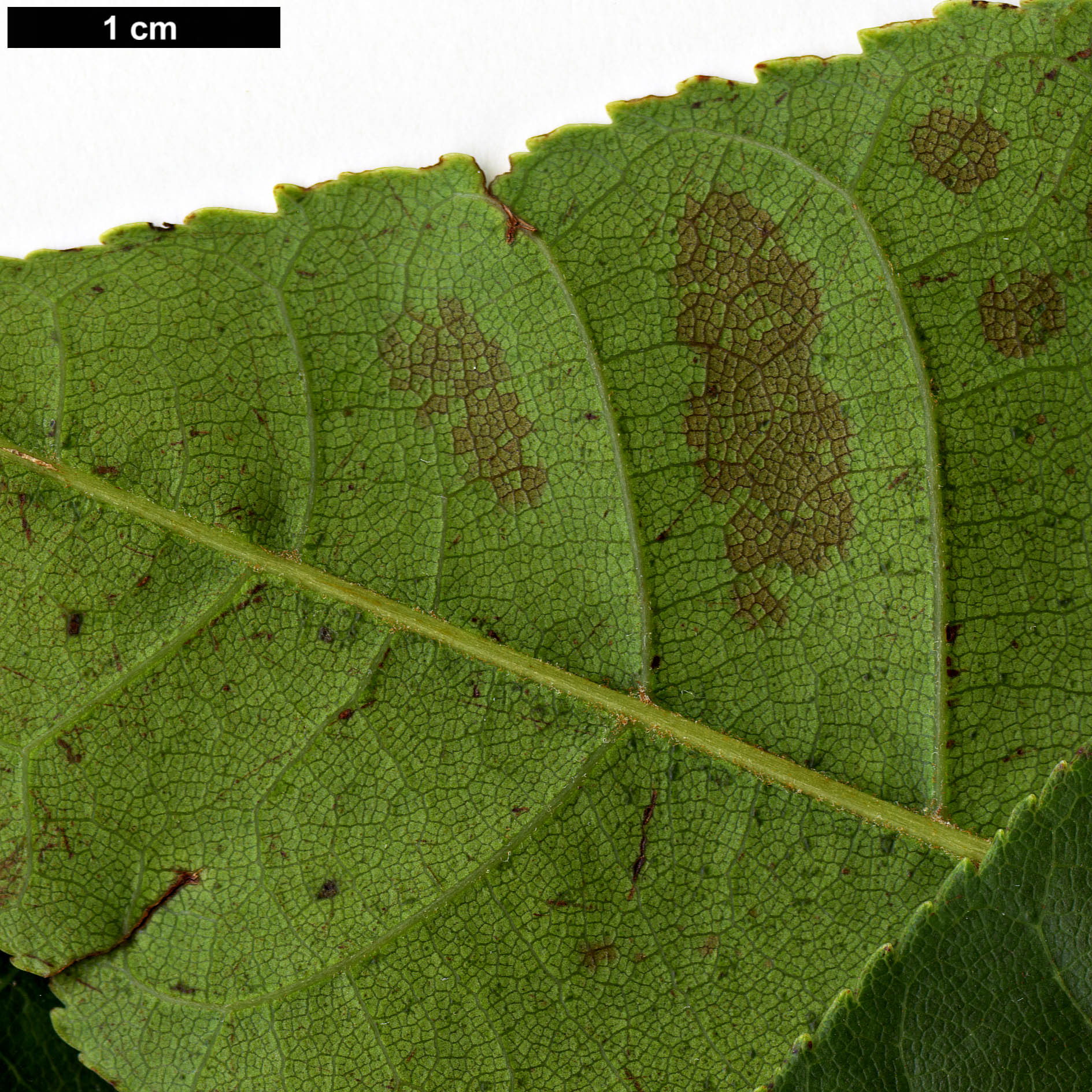 High resolution image: Family: Sapindaceae - Genus: Aesculus - Taxon: wangii