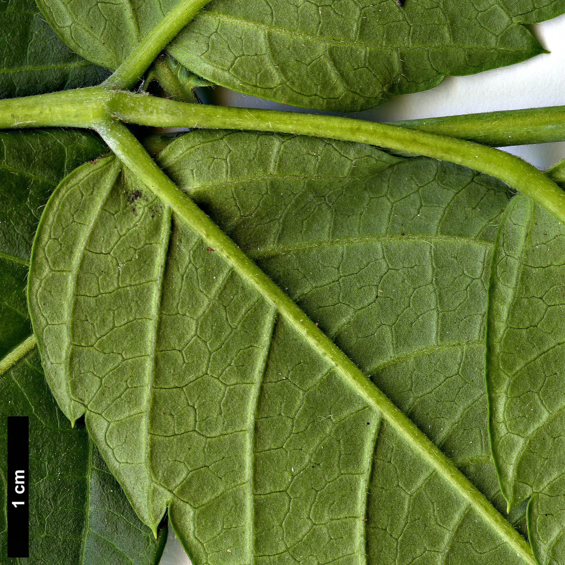 High resolution image: Family: Sapindaceae - Genus: Dipteronia - Taxon: dyeriana