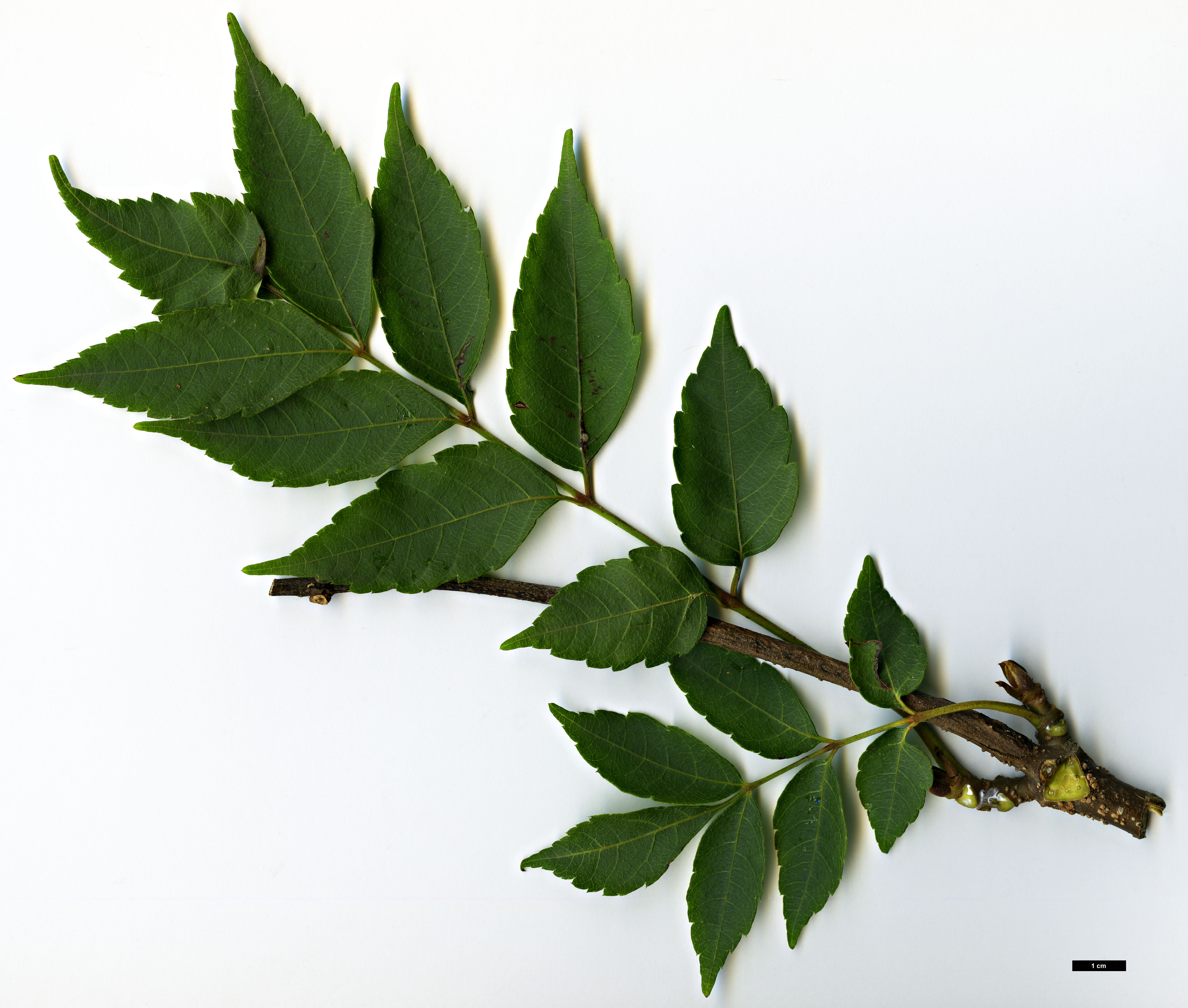 High resolution image: Family: Sapindaceae - Genus: Dipteronia - Taxon: sinensis
