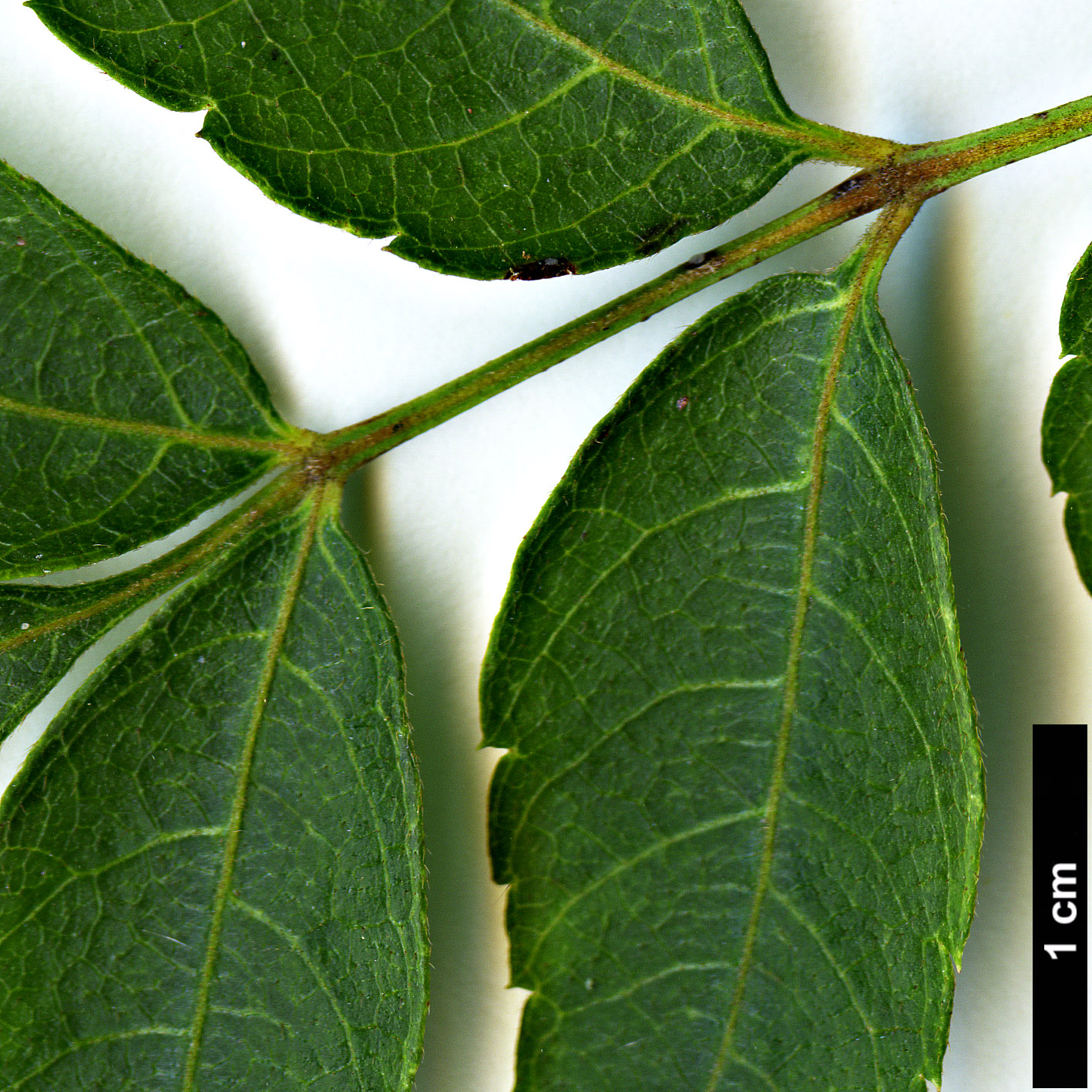 High resolution image: Family: Sapindaceae - Genus: Dipteronia - Taxon: sinensis