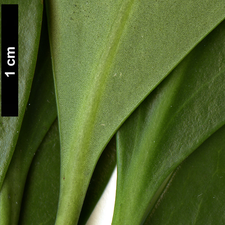 High resolution image: Family: Schisandraceae - Genus: Illicium - Taxon: anisatum
