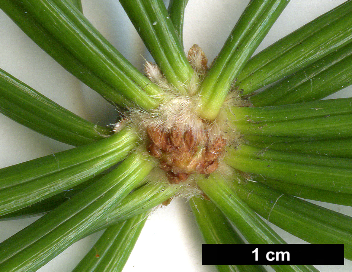 High resolution image: Family: Sciadopityaceae - Genus: Sciadopitys - Taxon: verticillata