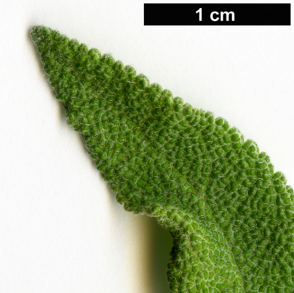 High resolution image: Family: Scrophulariaceae - Genus: Buddleja - Taxon: americana