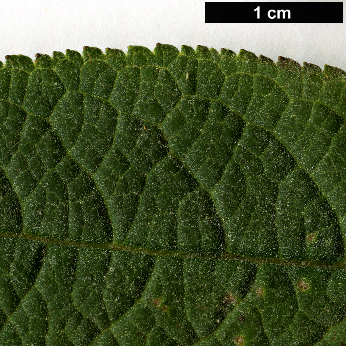 High resolution image: Family: Scrophulariaceae - Genus: Buddleja - Taxon: forrestii