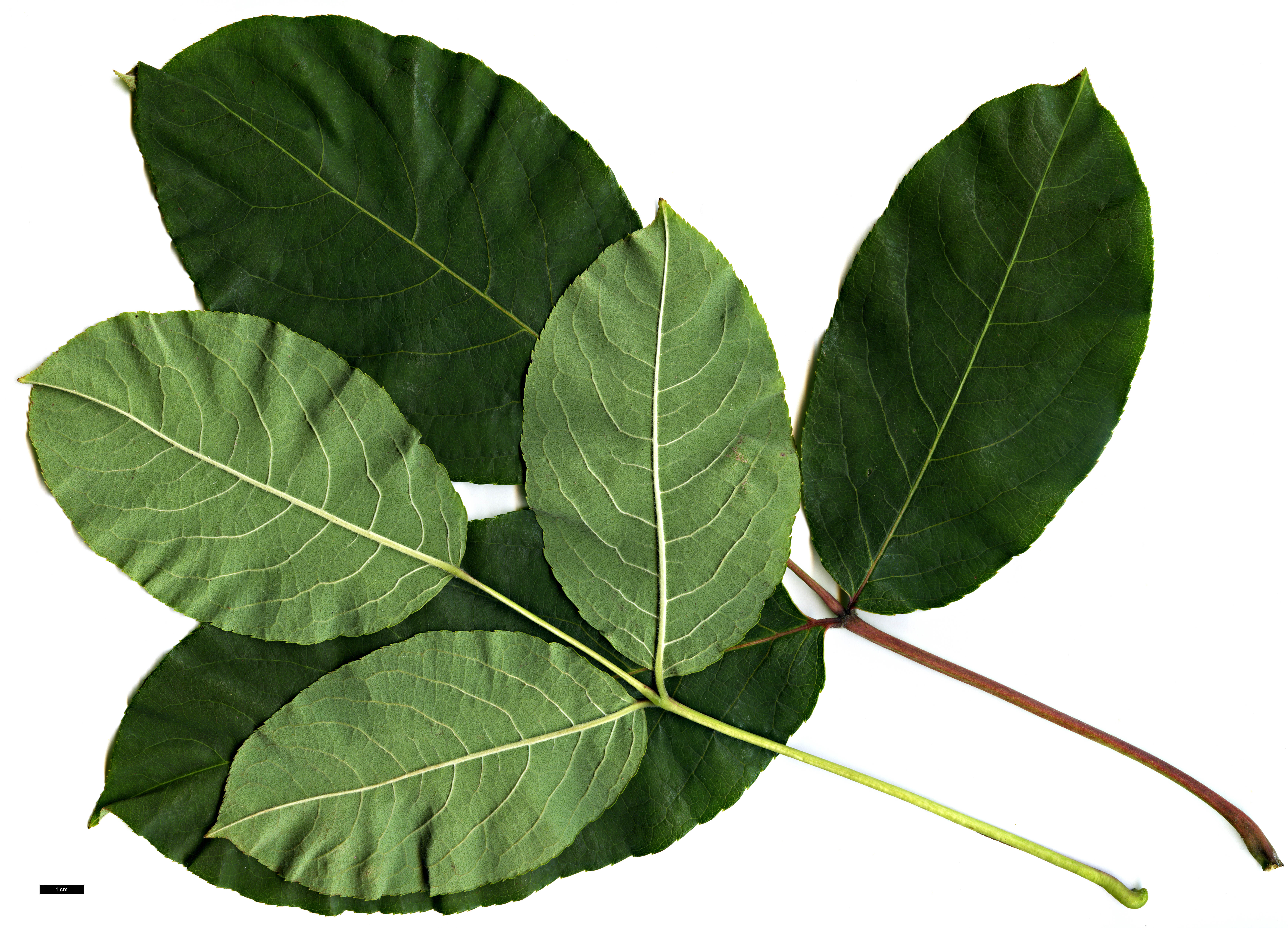 High resolution image: Family: Staphyleaceae - Genus: Staphylea - Taxon: emodi