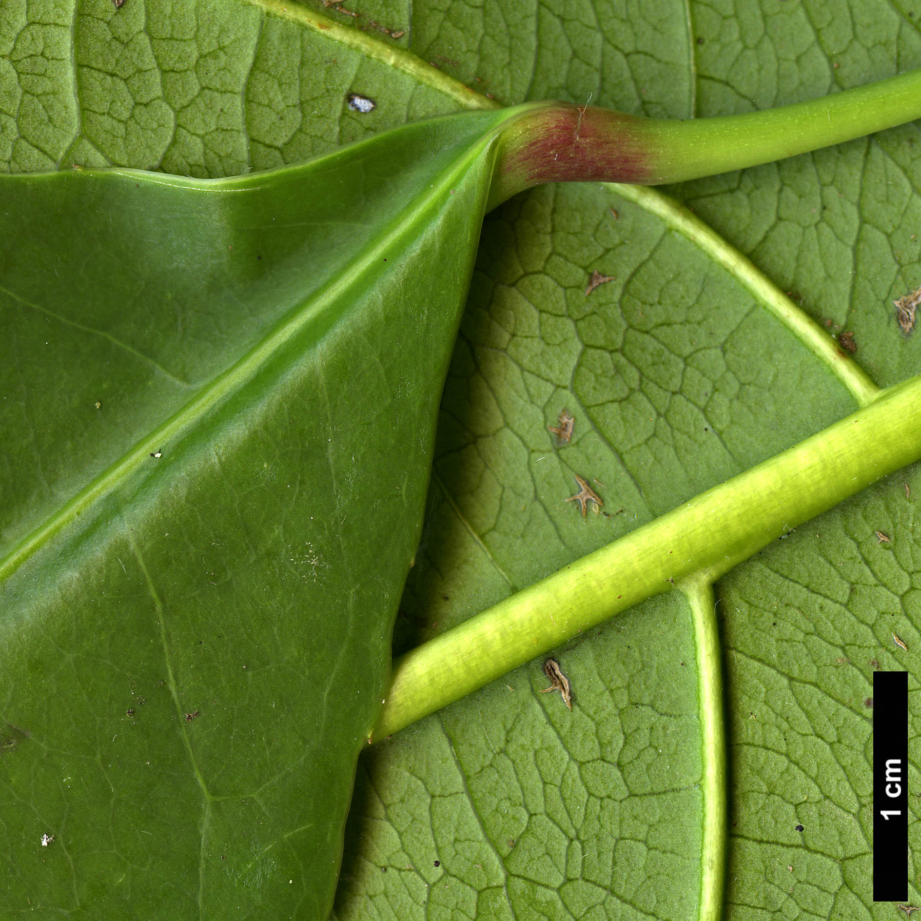 High resolution image: Family: Staphyleaceae - Genus: Turpinia - Taxon: formosana