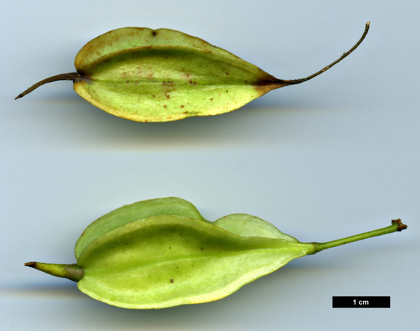 High resolution image: Family: Styracaceae - Genus: Halesia - Taxon: carolina
