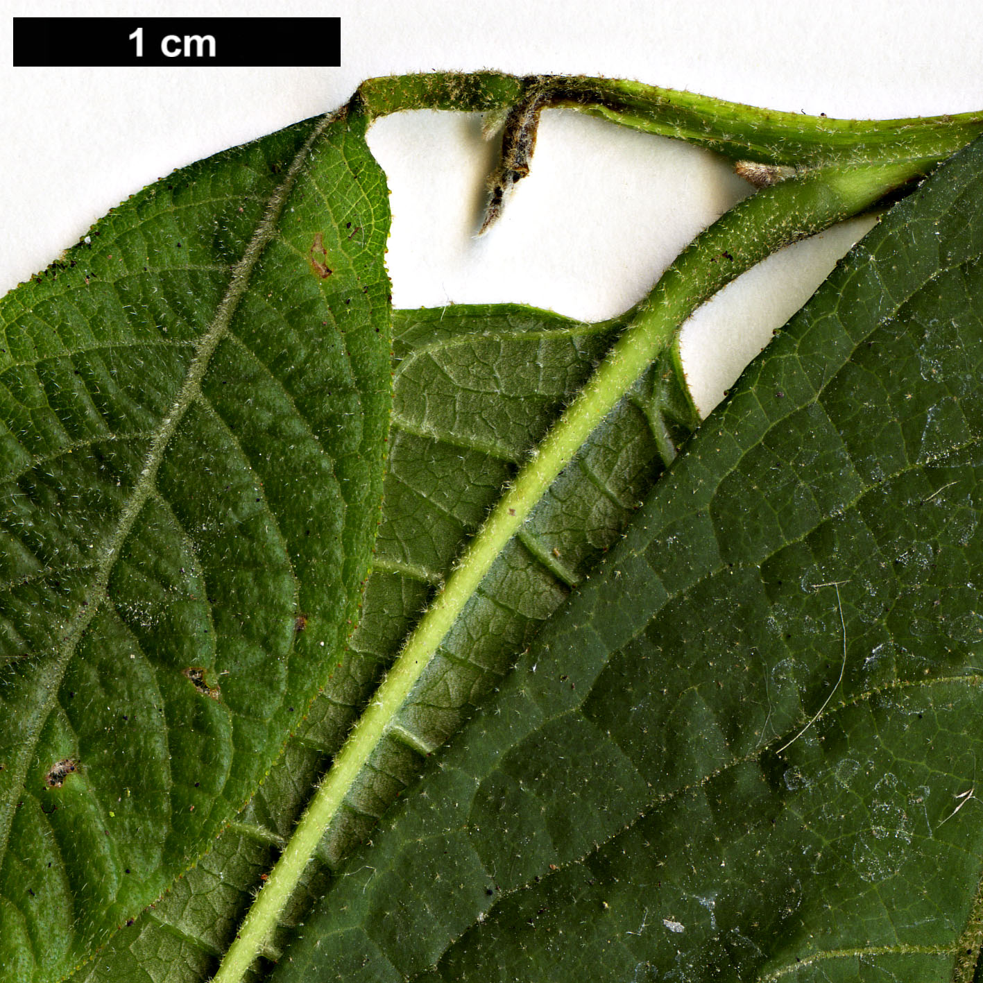 High resolution image: Family: Styracaceae - Genus: Melliodendron - Taxon: xylocarpum