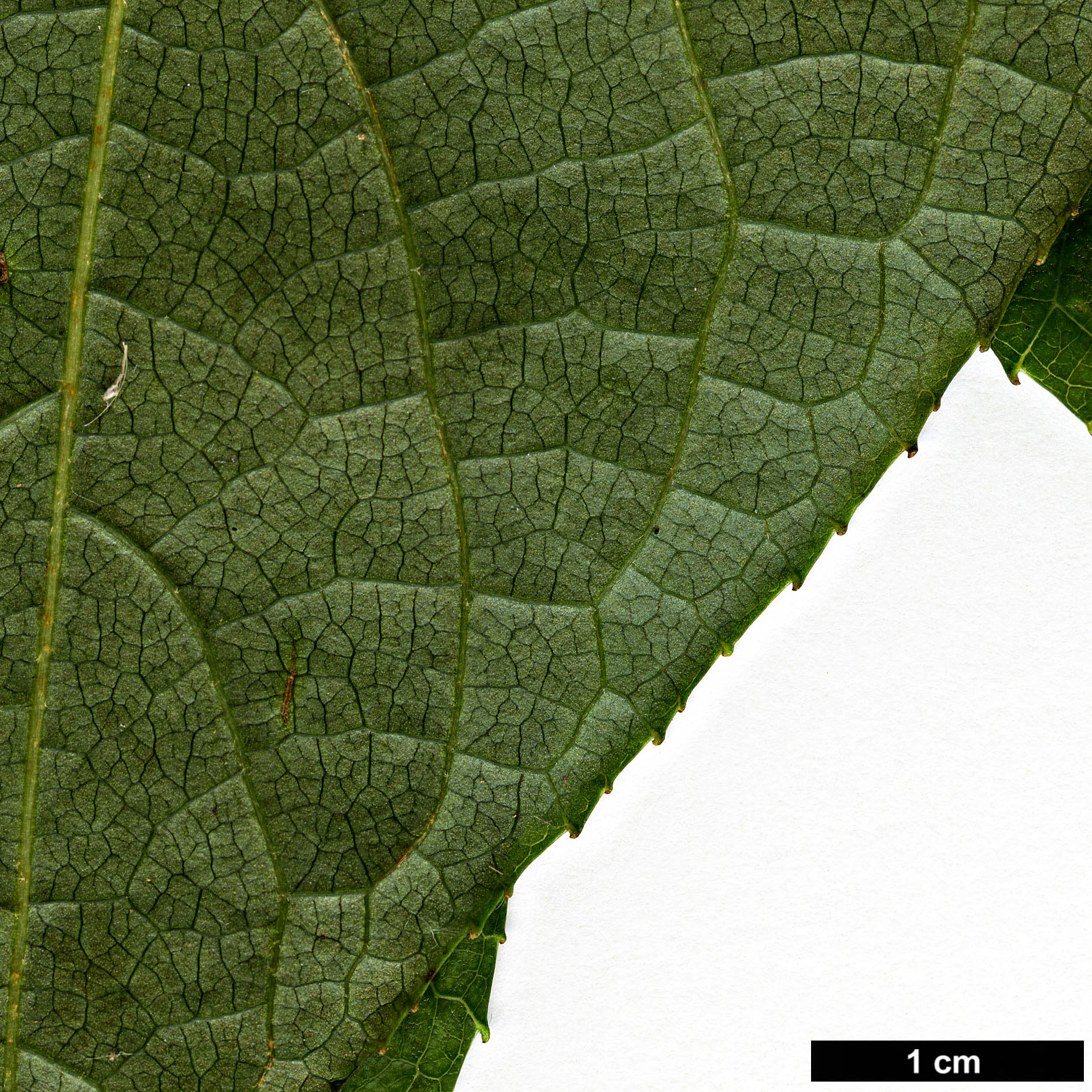 High resolution image: Family: Styracaceae - Genus: Melliodendron - Taxon: xylocarpum