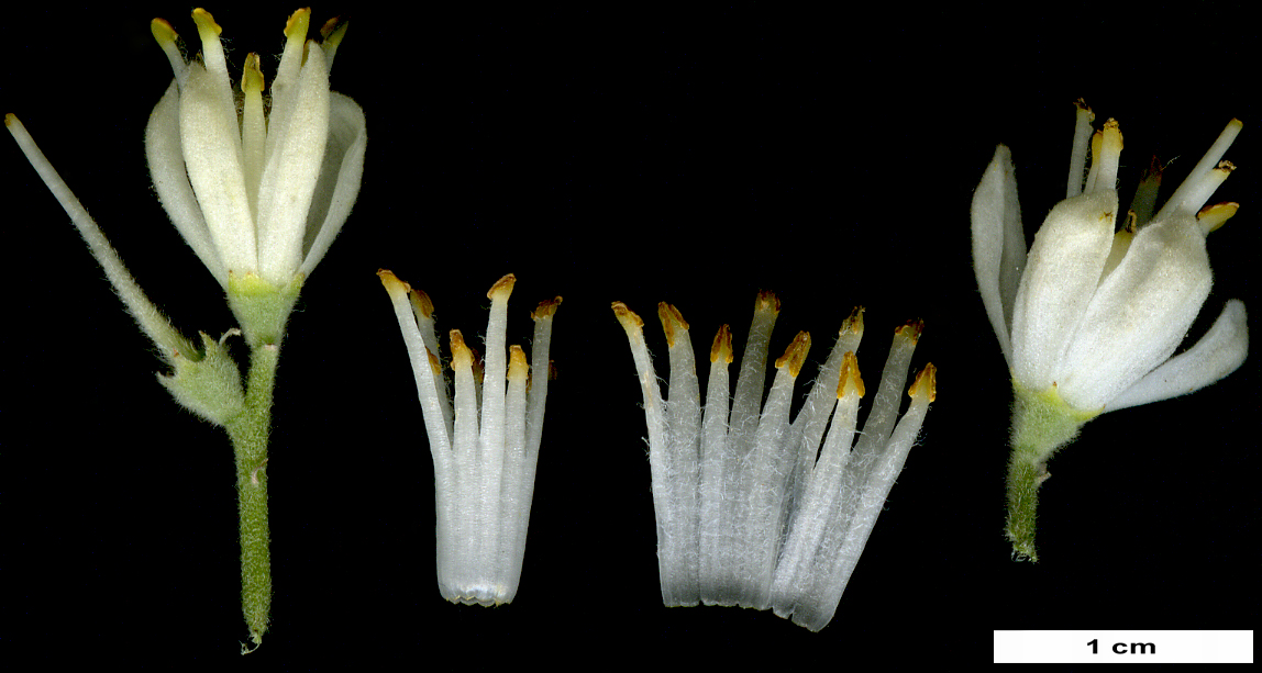 High resolution image: Family: Styracaceae - Genus: Pterostyrax - Taxon: corymbosus
