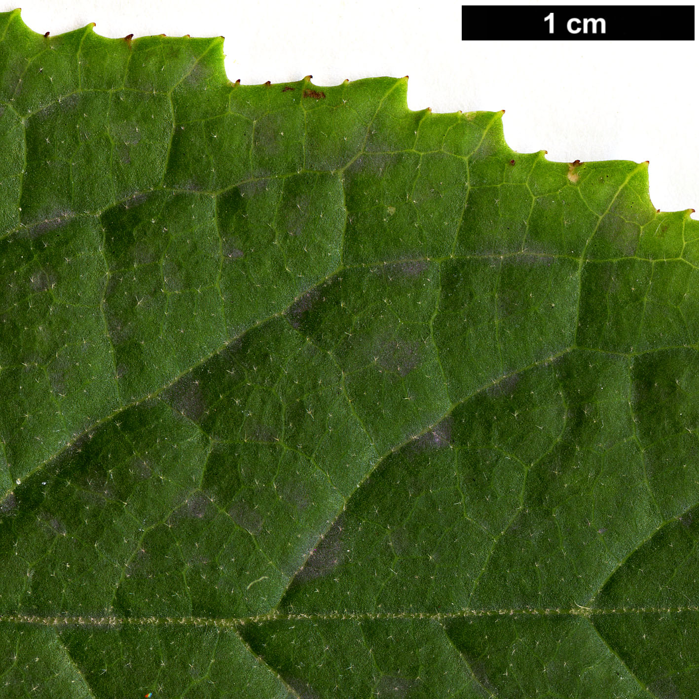 High resolution image: Family: Styracaceae - Genus: Rehderodendron - Taxon: kweichowense
