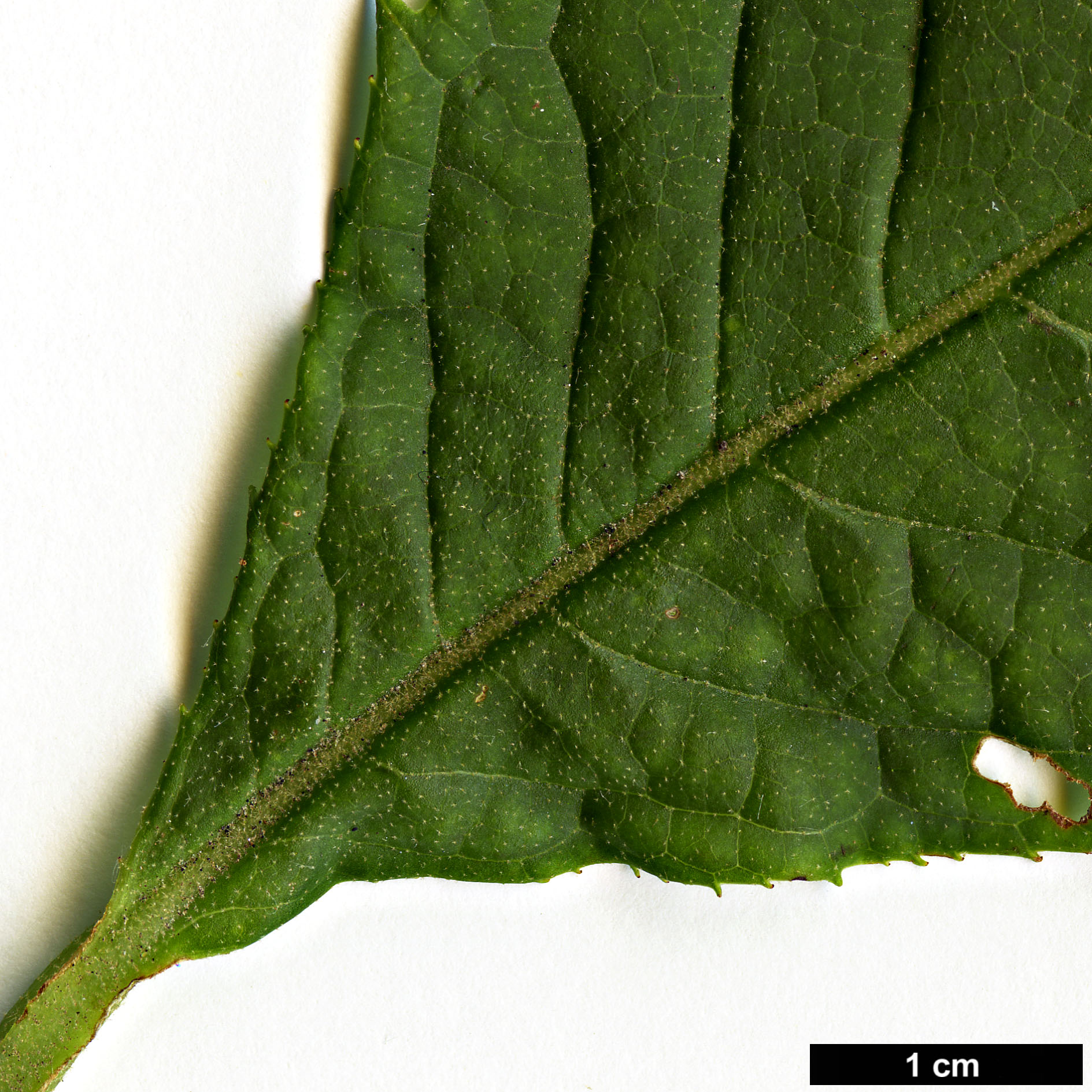High resolution image: Family: Styracaceae - Genus: Rehderodendron - Taxon: kweichowense