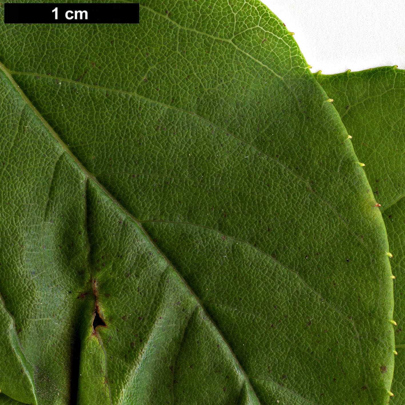 High resolution image: Family: Styracaceae - Genus: Sinojackia - Taxon: rehderiana