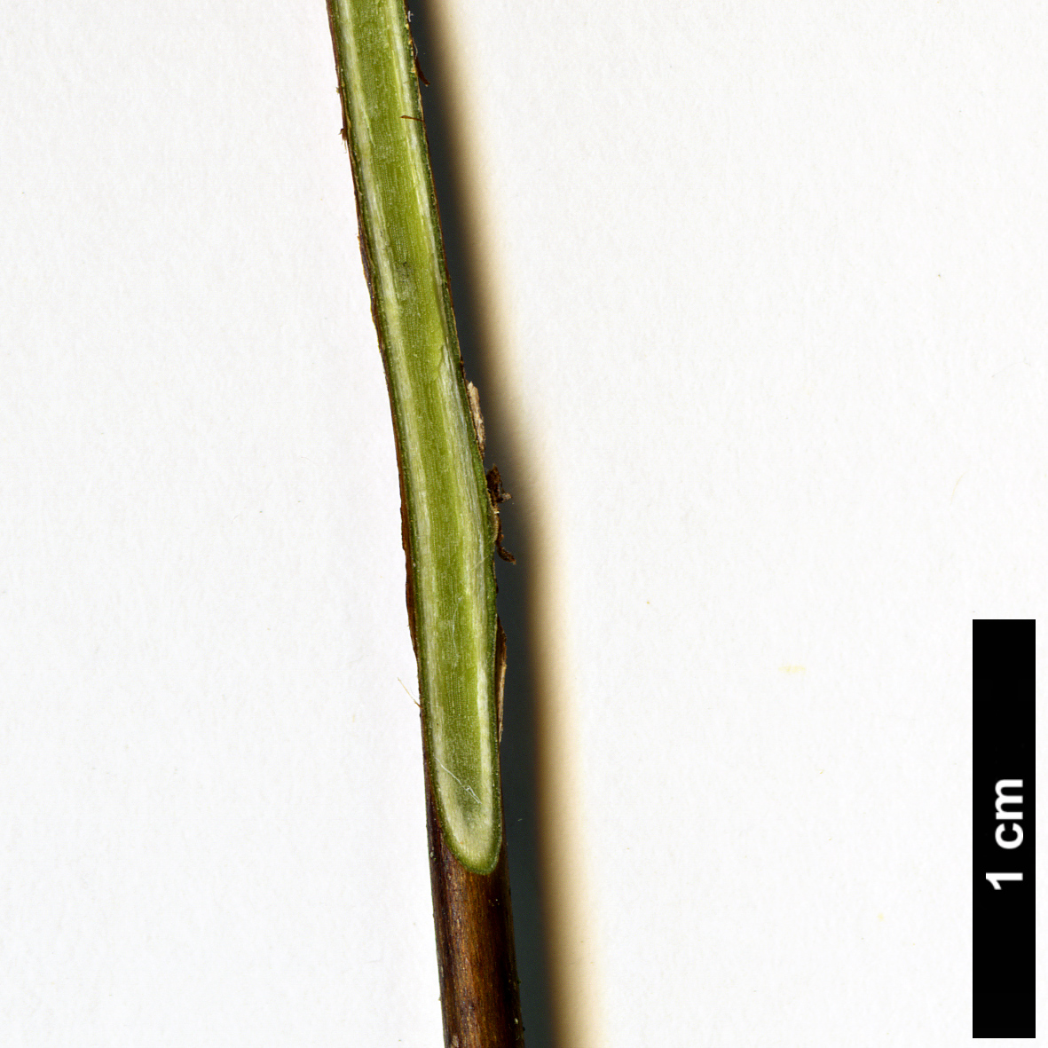High resolution image: Family: Styracaceae - Genus: Sinojackia - Taxon: xylocarpa