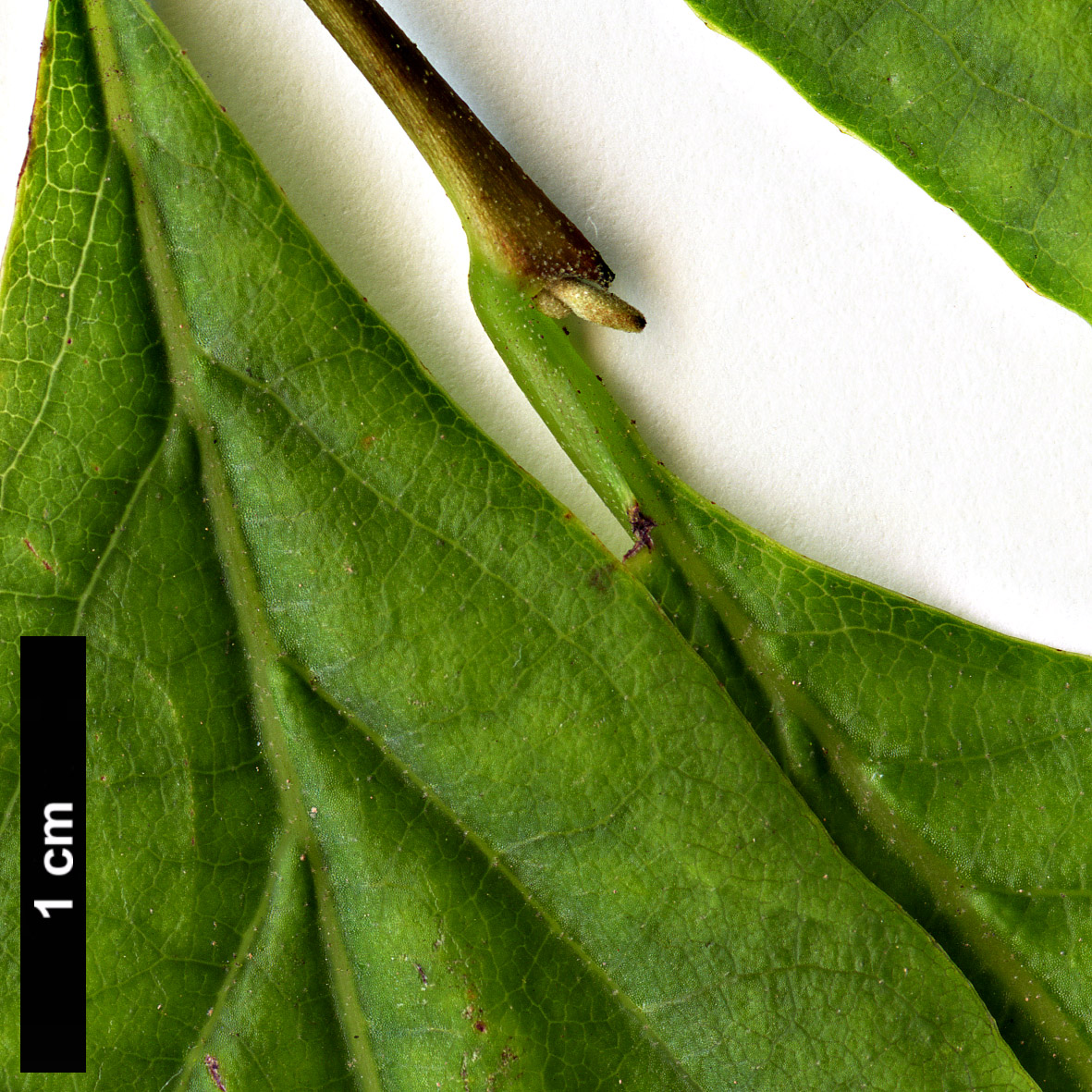 High resolution image: Family: Styracaceae - Genus: Styrax - Taxon: americanus