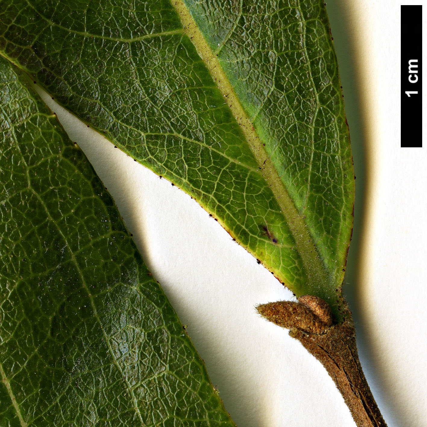 High resolution image: Family: Styracaceae - Genus: Styrax - Taxon: confusus
