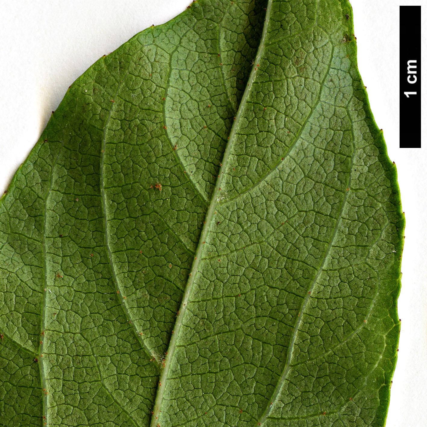 High resolution image: Family: Styracaceae - Genus: Styrax - Taxon: formosanus