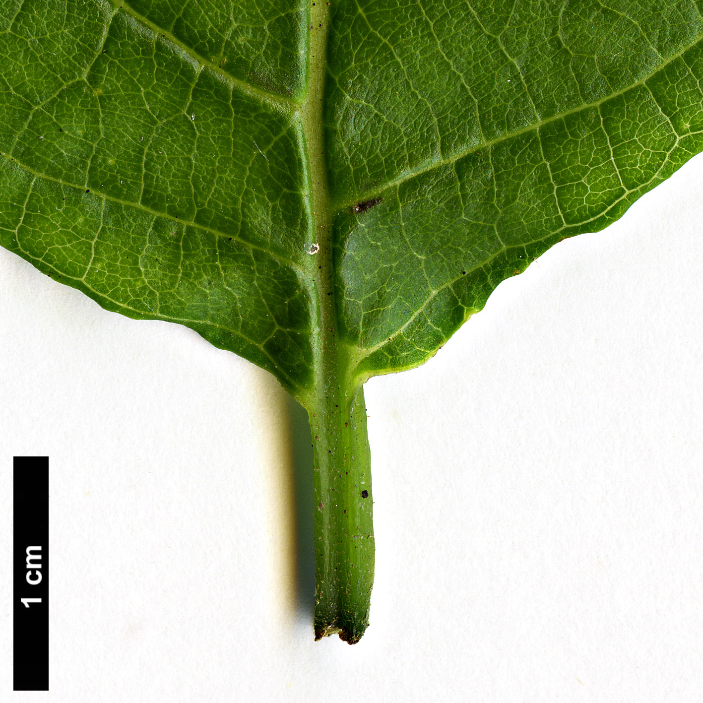 High resolution image: Family: Styracaceae - Genus: Styrax - Taxon: glabrescens