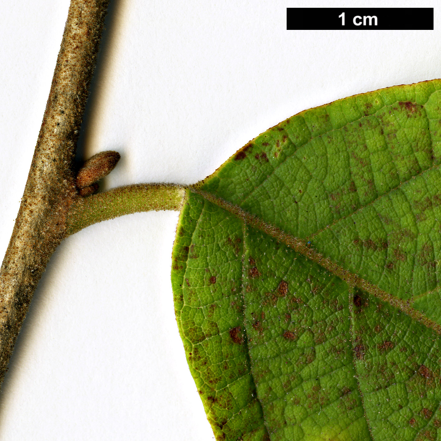 High resolution image: Family: Styracaceae - Genus: Styrax - Taxon: grandifolius