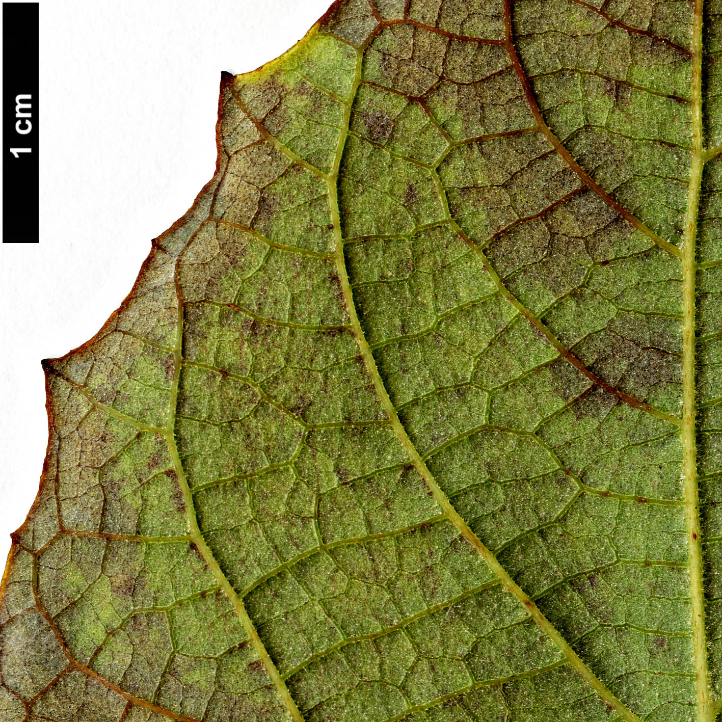 High resolution image: Family: Styracaceae - Genus: Styrax - Taxon: grandifolius