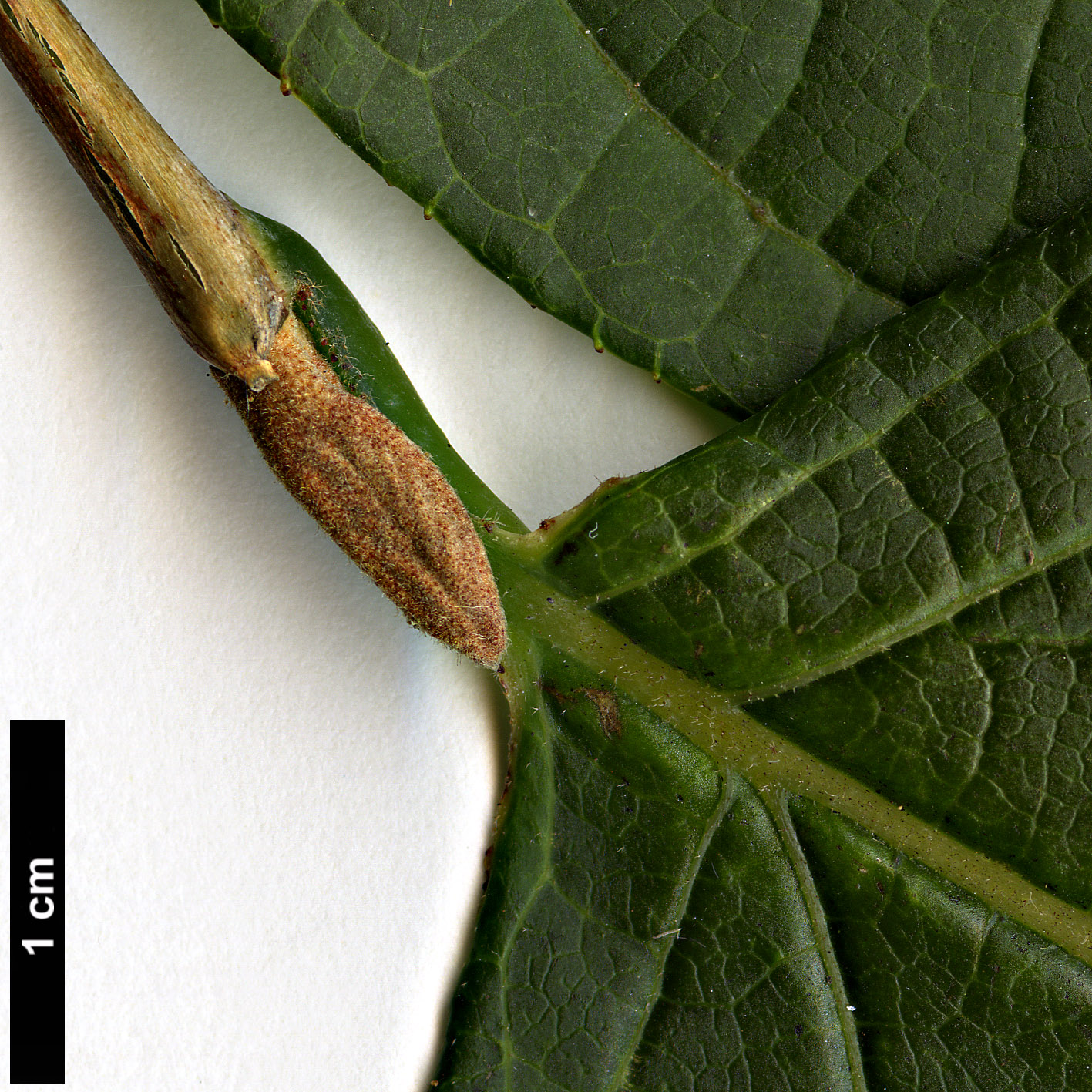 High resolution image: Family: Styracaceae - Genus: Styrax - Taxon: hookeri