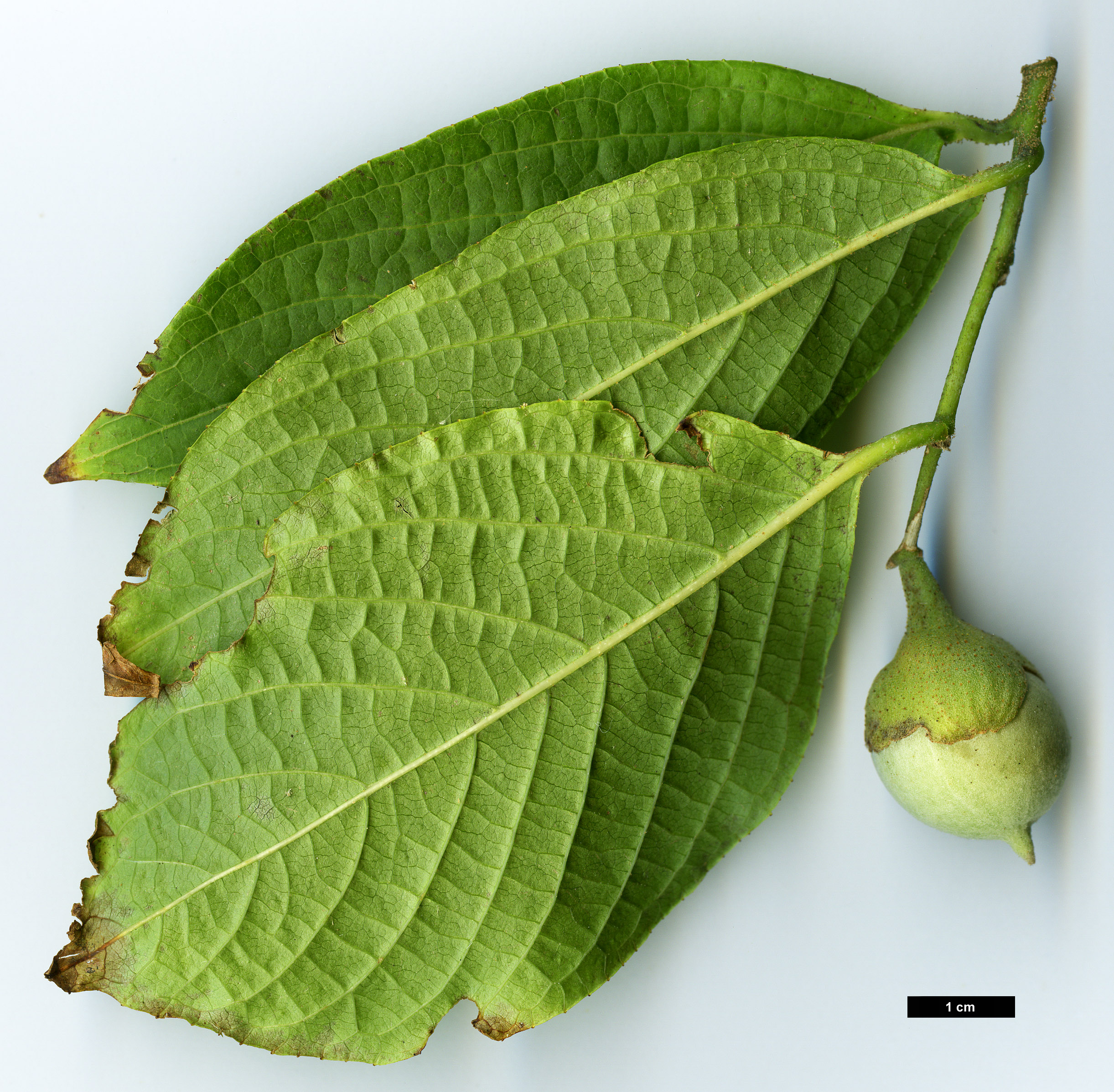 High resolution image: Family: Styracaceae - Genus: Styrax - Taxon: hookeri