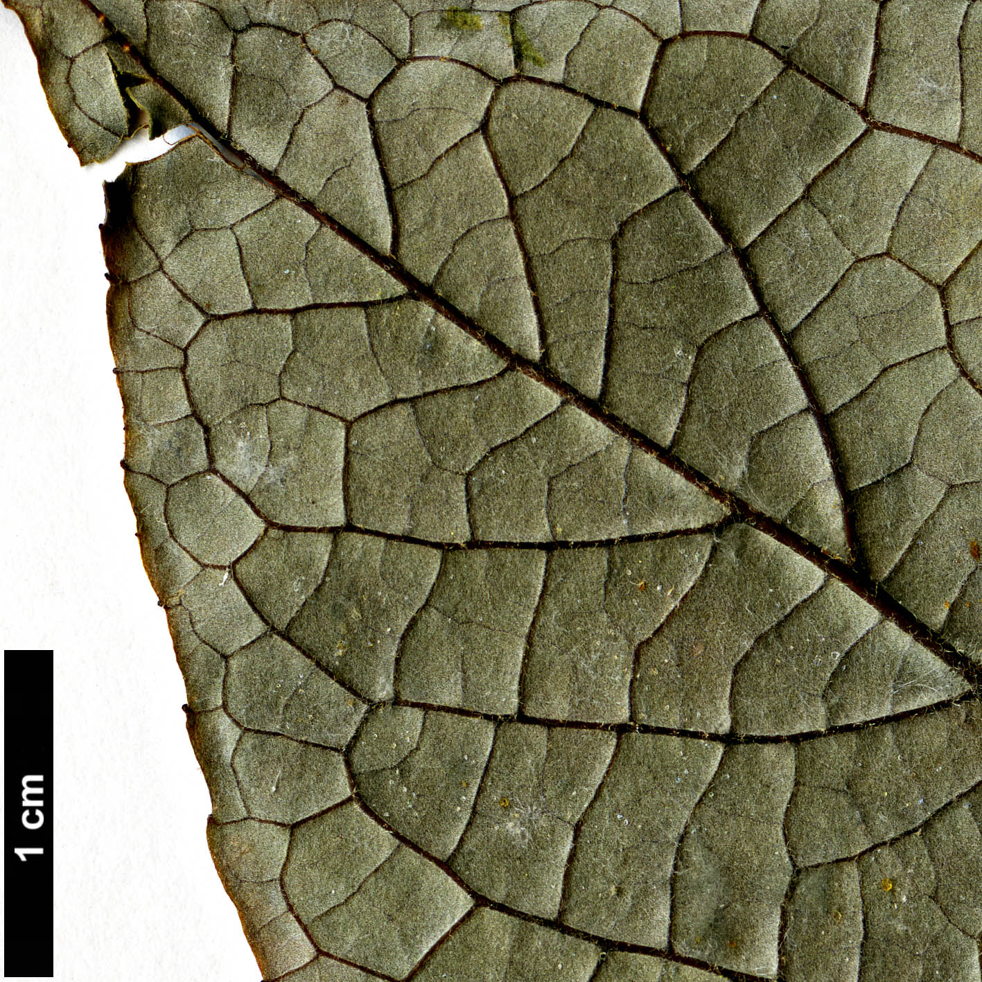 High resolution image: Family: Styracaceae - Genus: Styrax - Taxon: perkinsiae