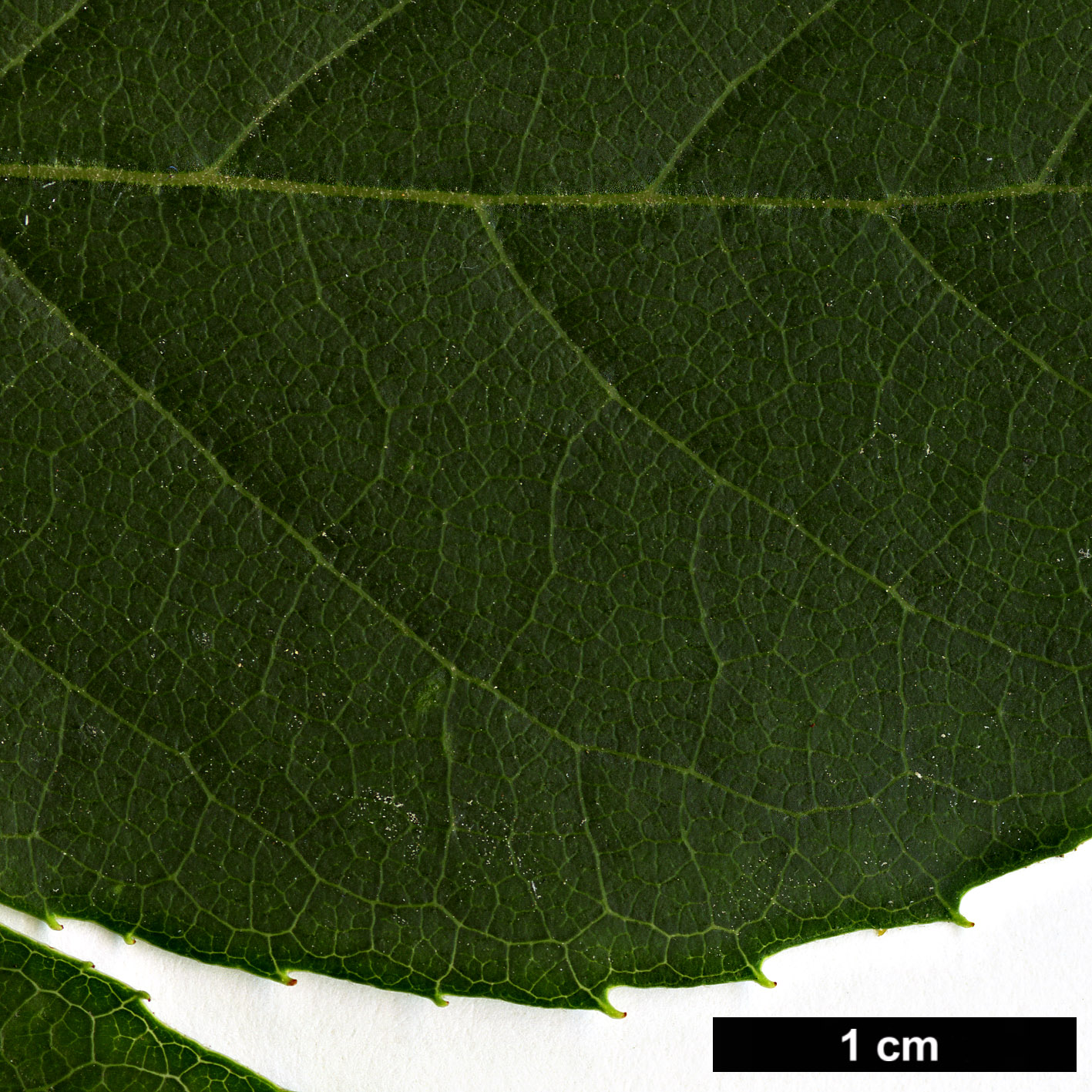 High resolution image: Family: Styracaceae - Genus: Styrax - Taxon: serrulatus