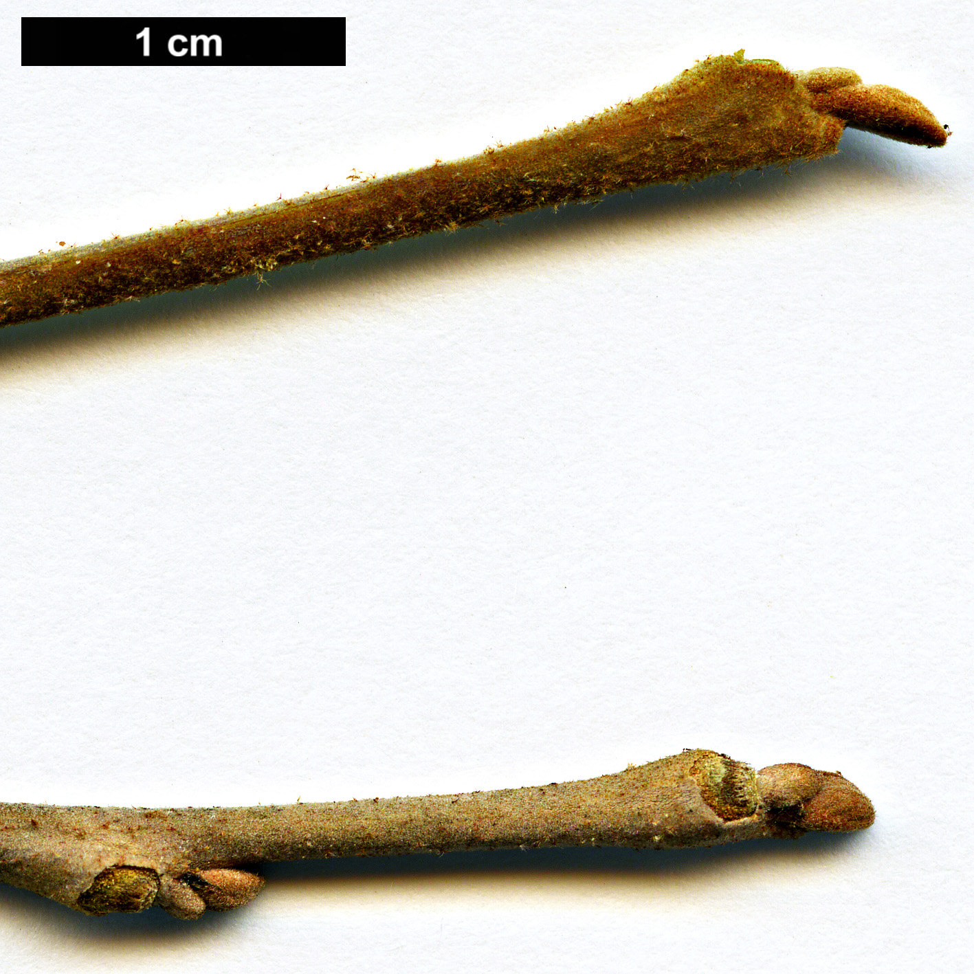 High resolution image: Family: Styracaceae - Genus: Styrax - Taxon: tonkinensis