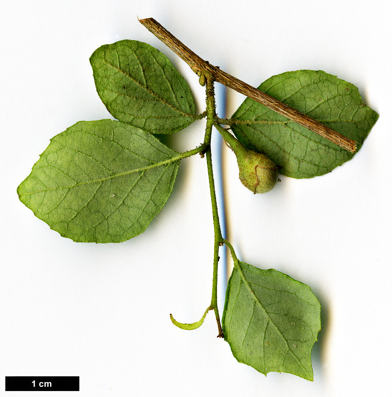 High resolution image: Family: Styracaceae - Genus: Styrax - Taxon: wilsonii