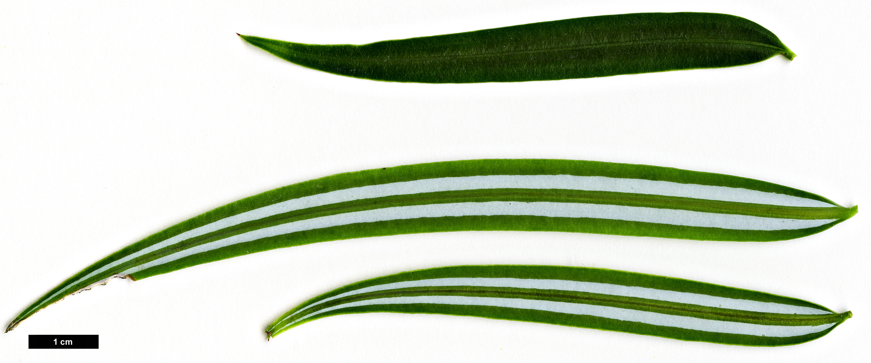 High resolution image: Family: Taxaceae - Genus: Amentotaxus - Taxon: assamica