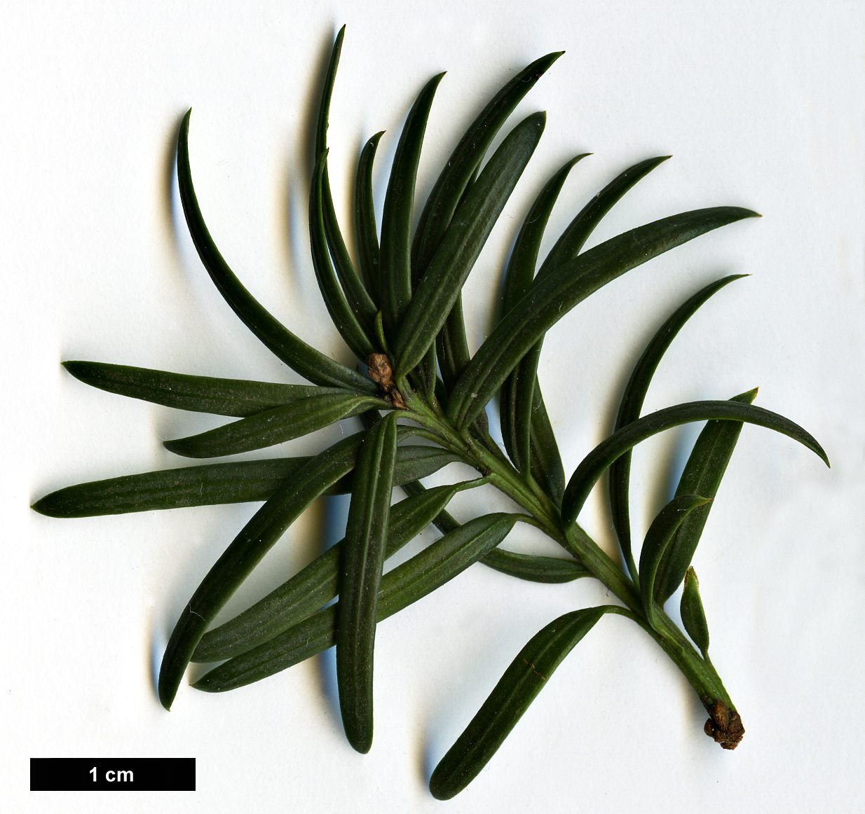 High resolution image: Family: Taxaceae - Genus: Taxus - Taxon: baccata - SpeciesSub: 'Fastigiata'